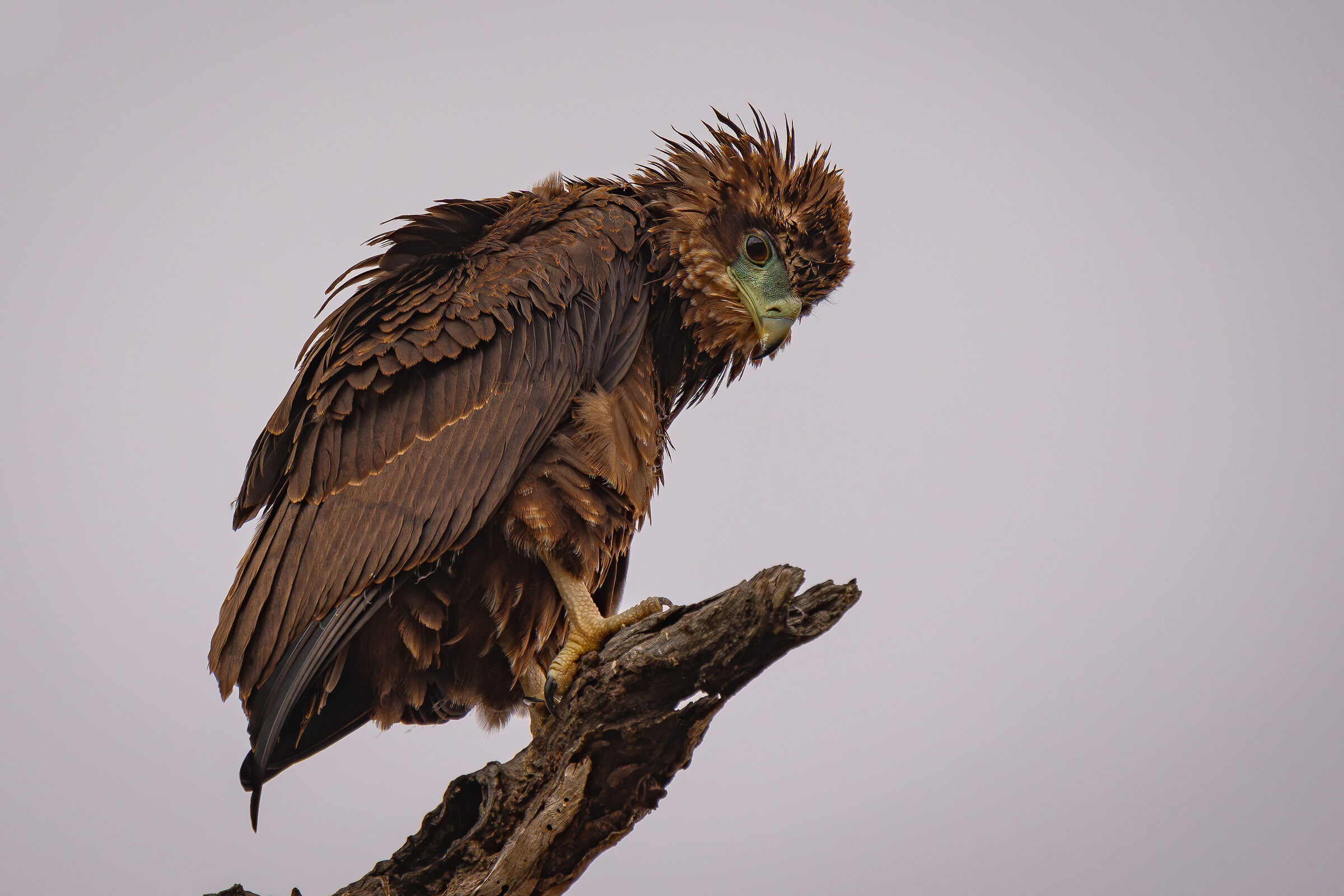 Eagle of Prey