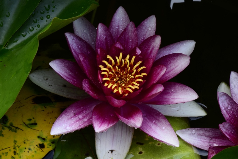 Water Lily