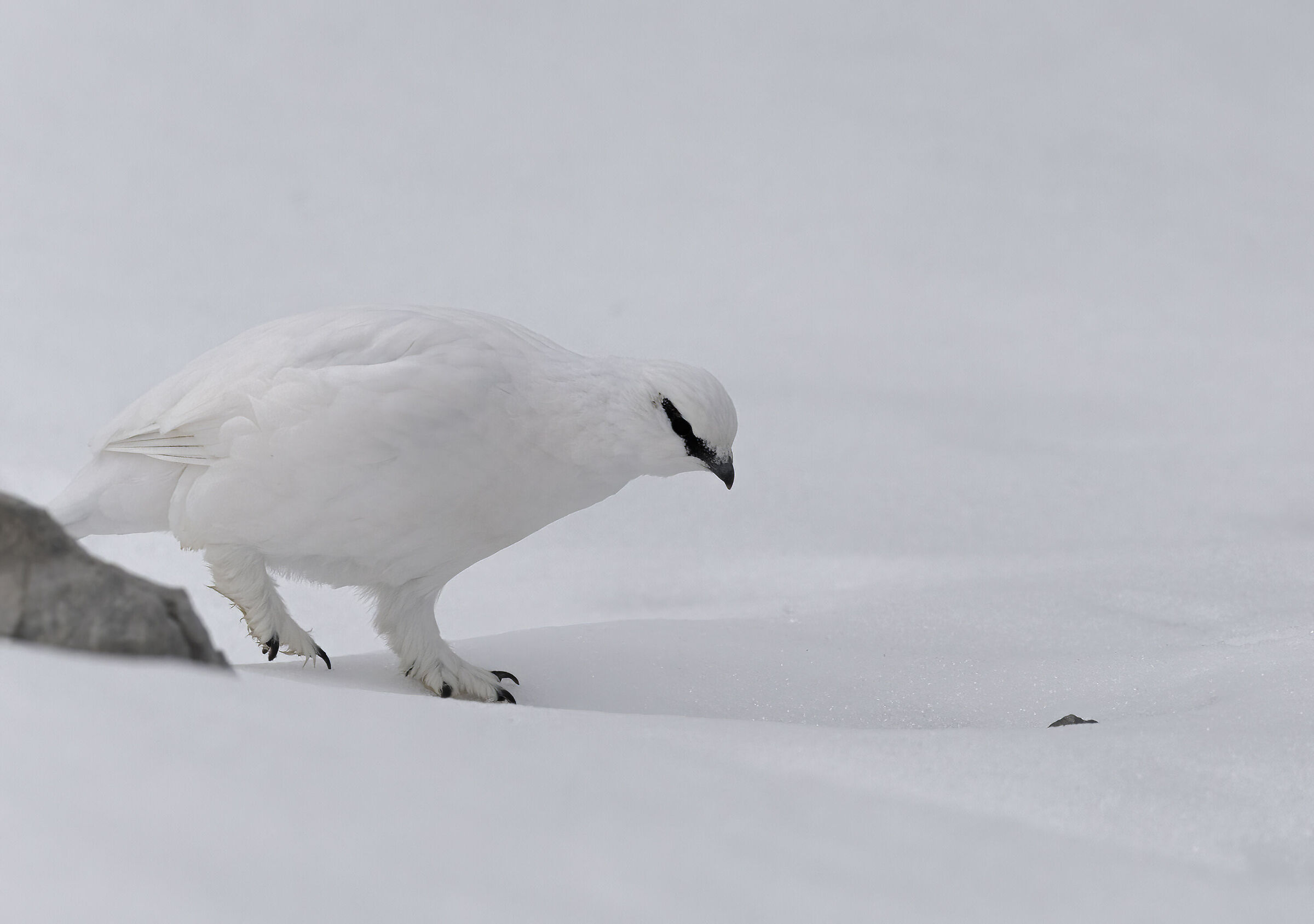 troppa neve, pernice bianca maschio