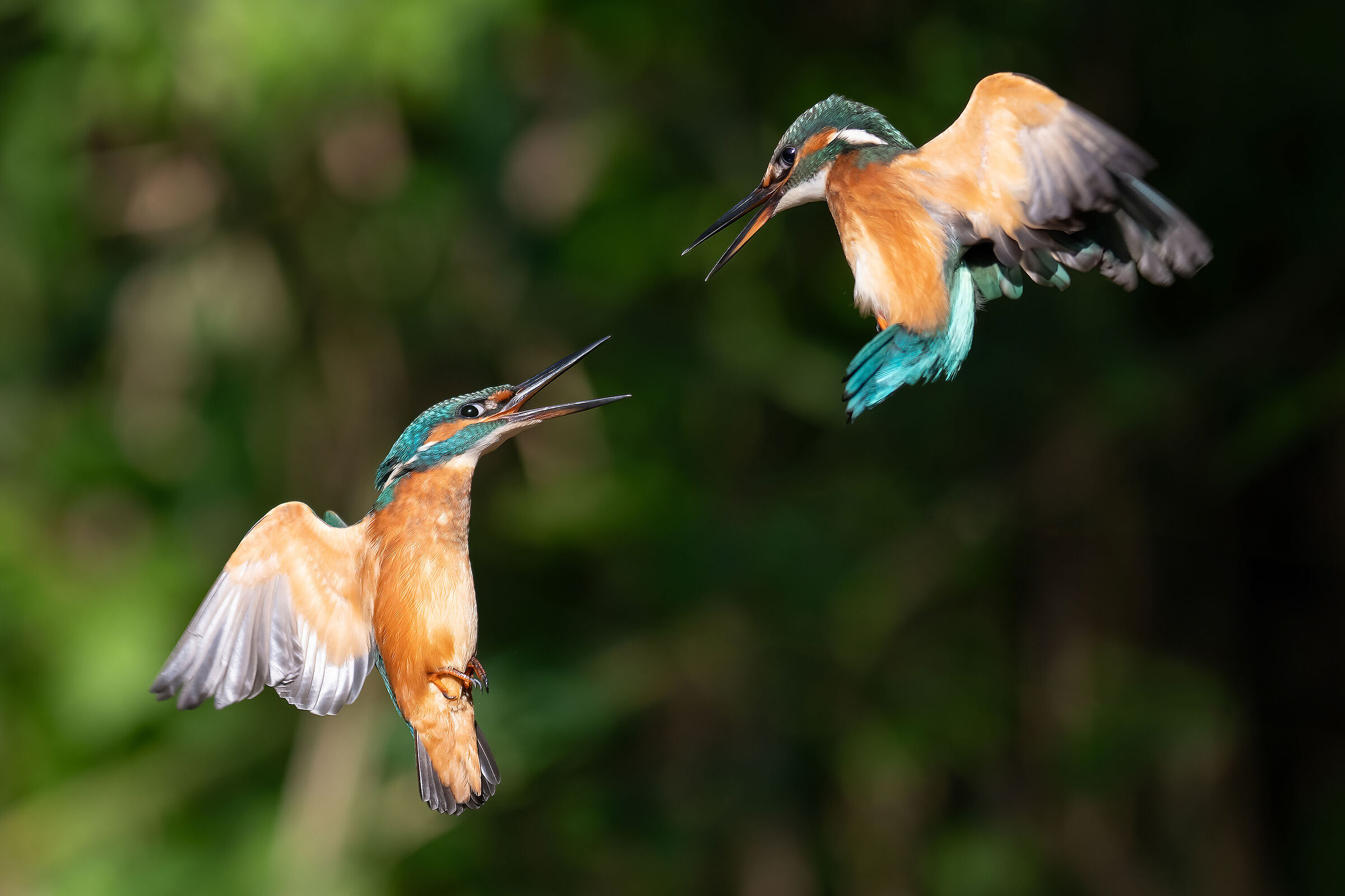 Fight for the roost