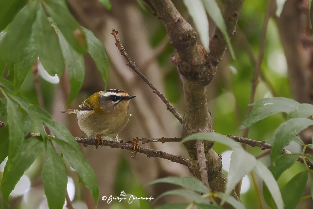 Flower flower (Regulus ignicapilla)