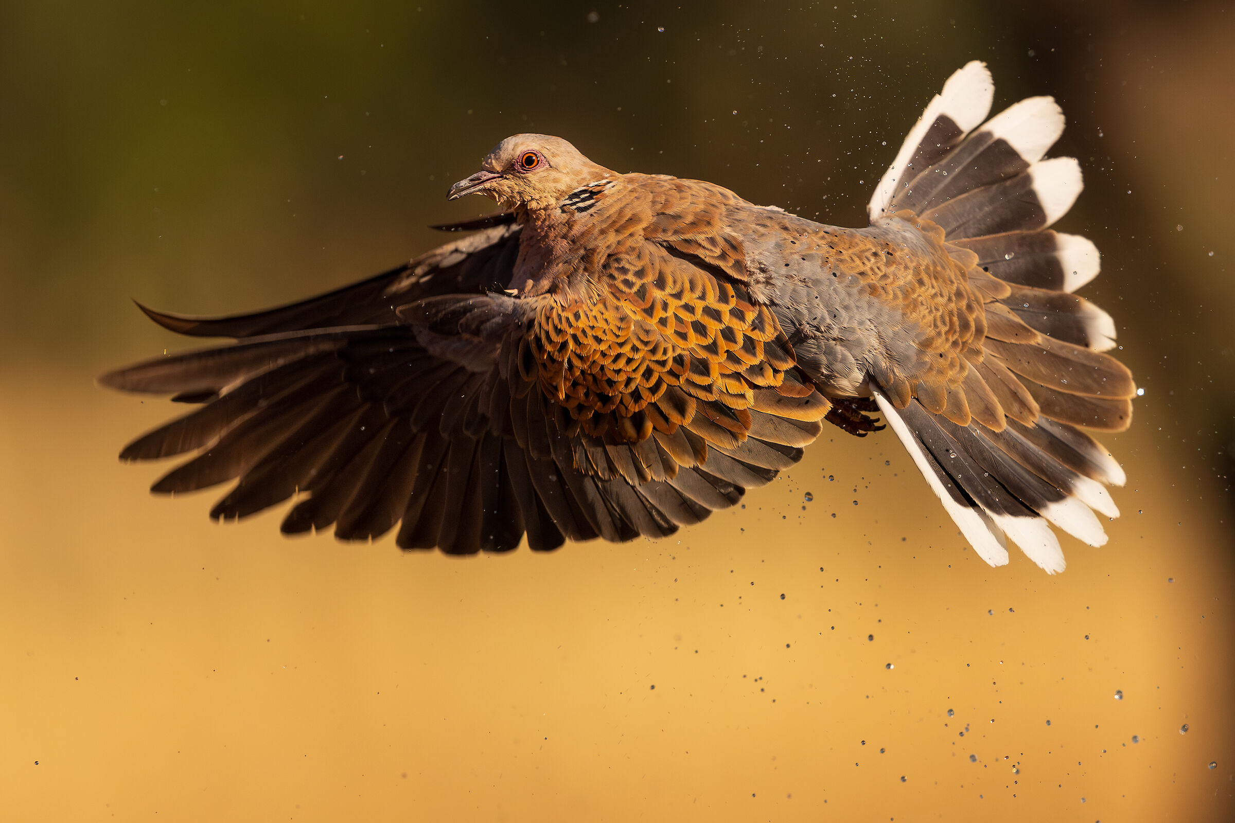Turtledove at sunset