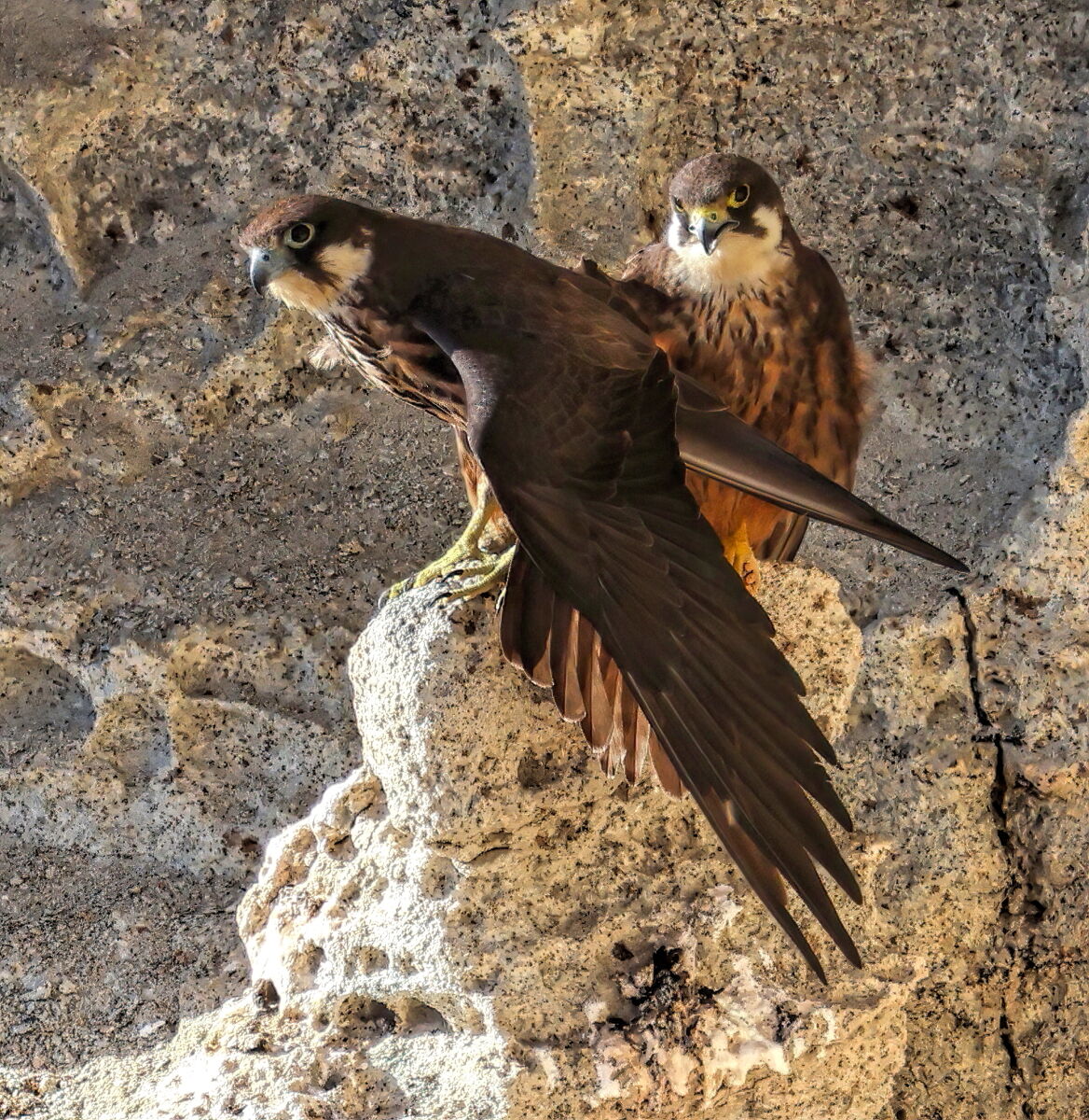 Queen's falcon