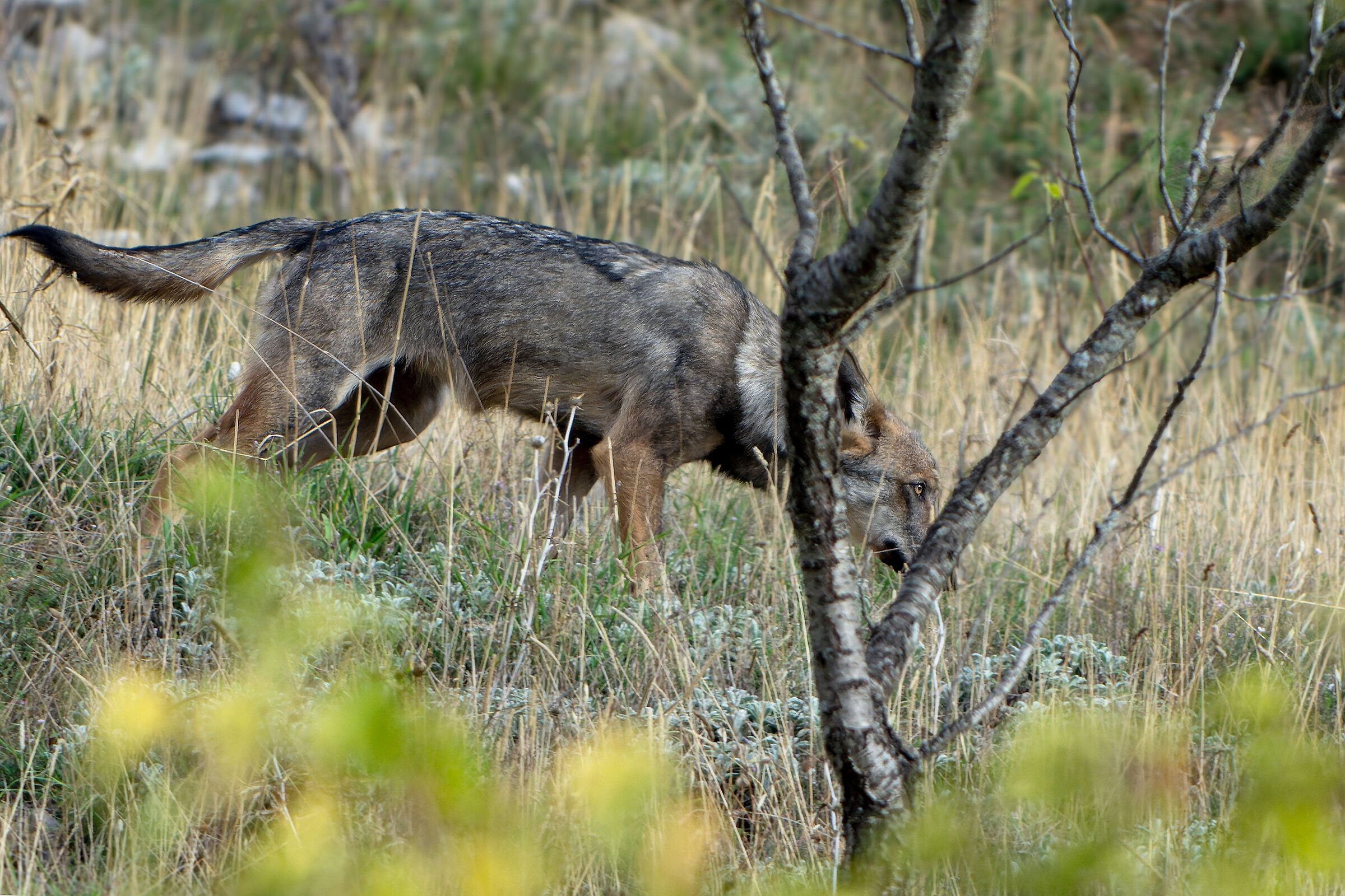 The wolf's gaze