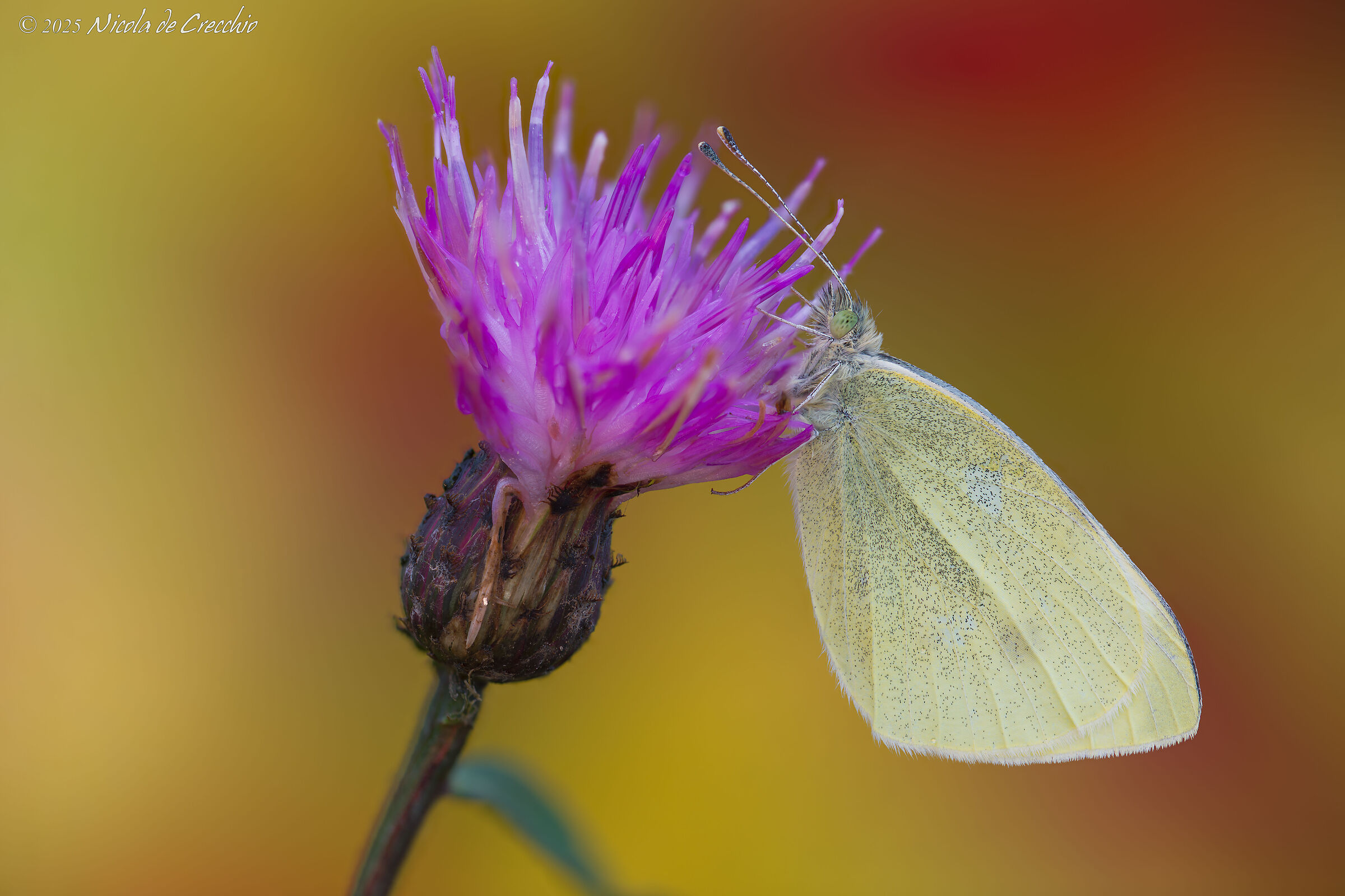 End-of-season Rapaiola