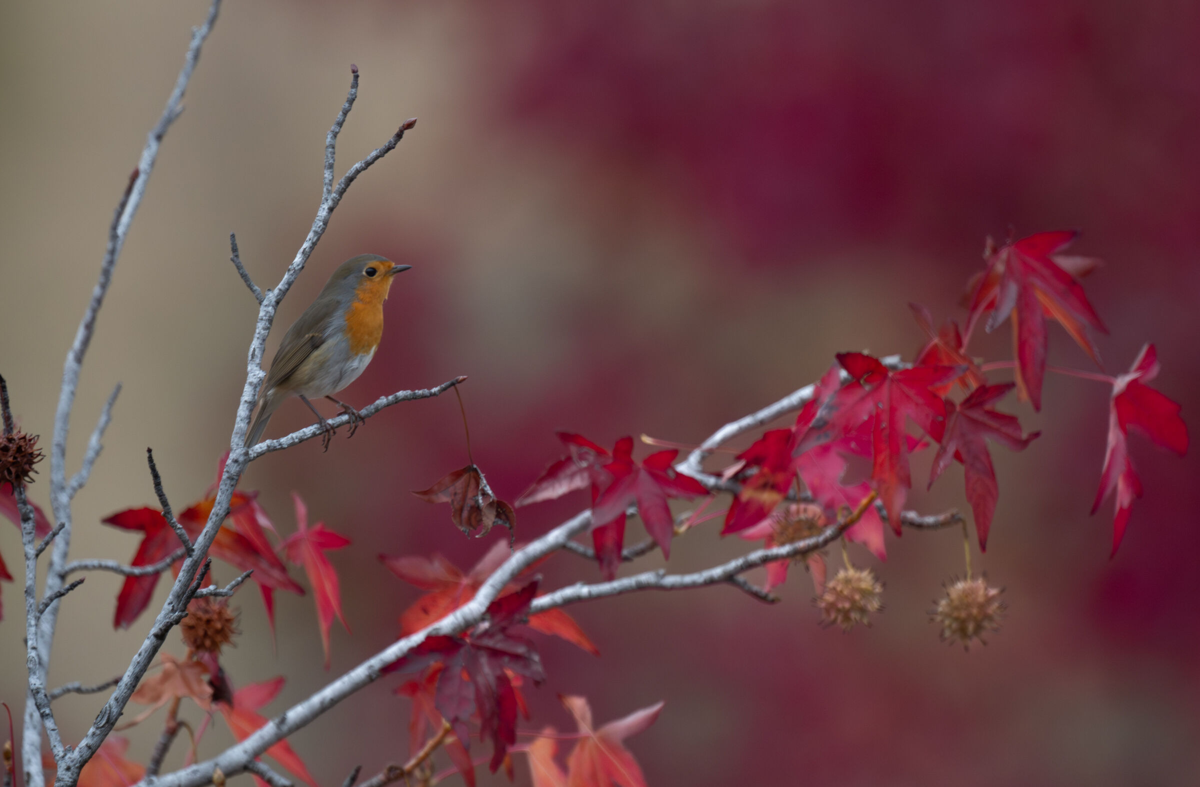 pettirosso ambientato