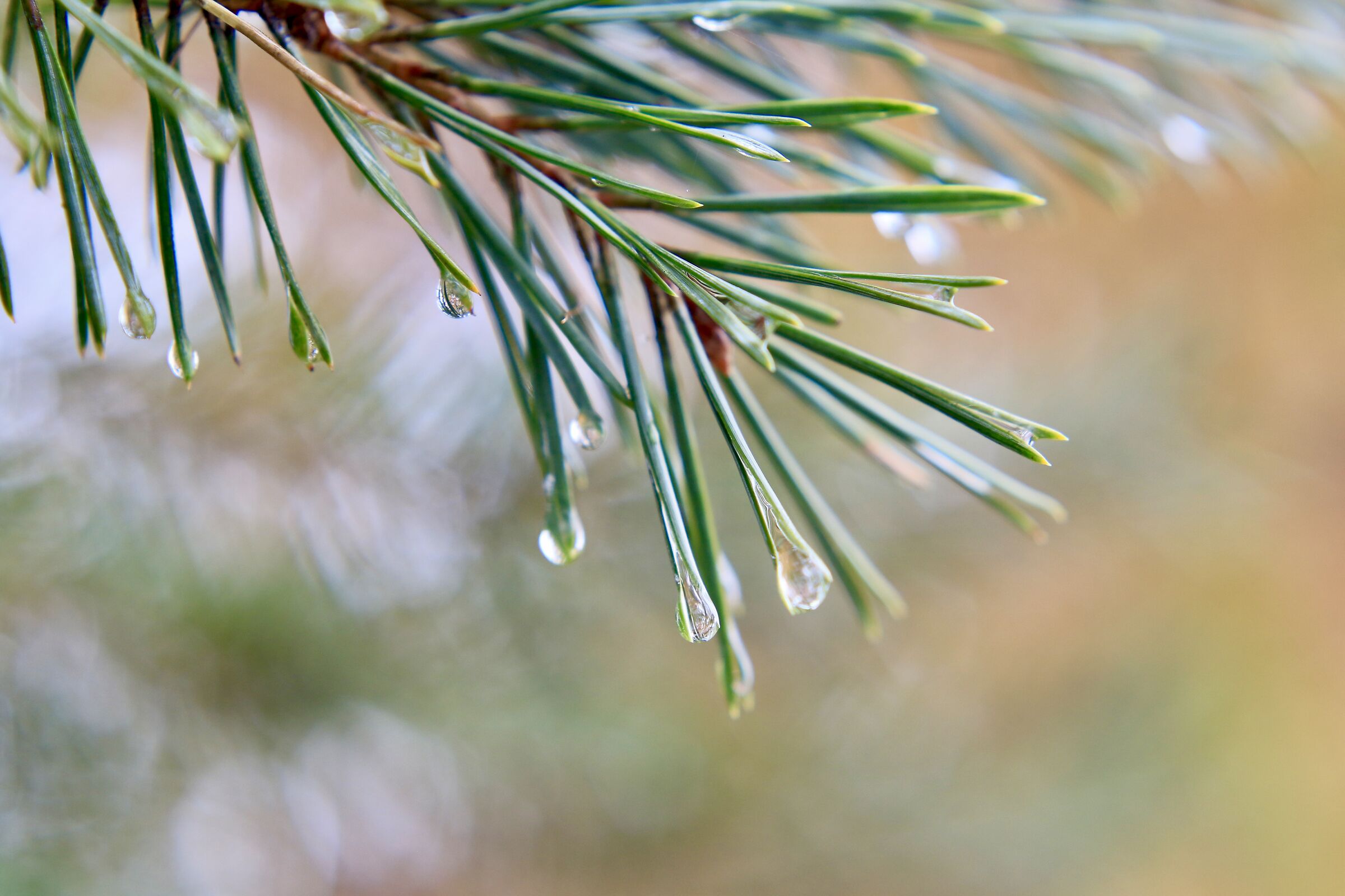 nella nebbia