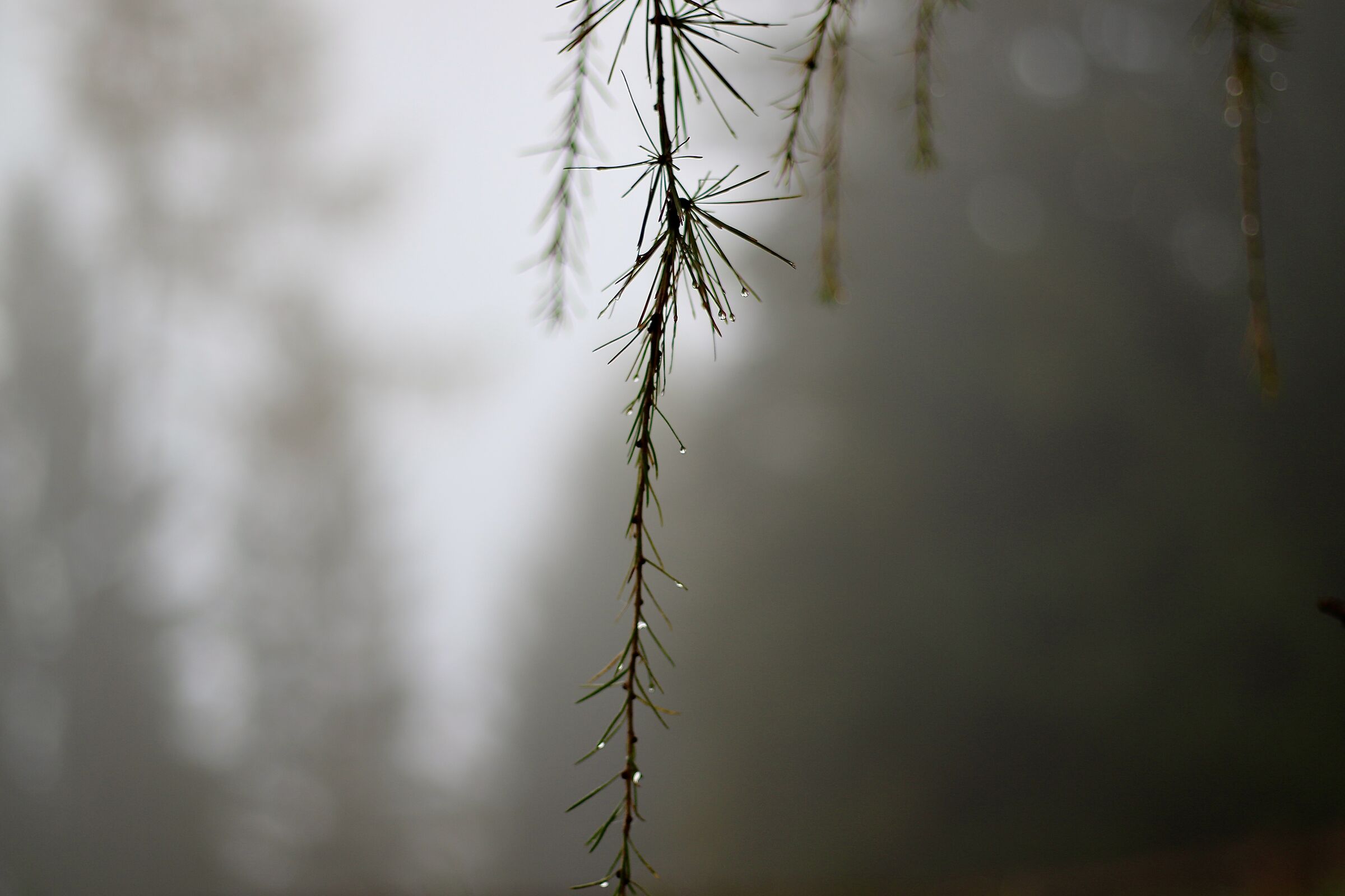 nella nebbia