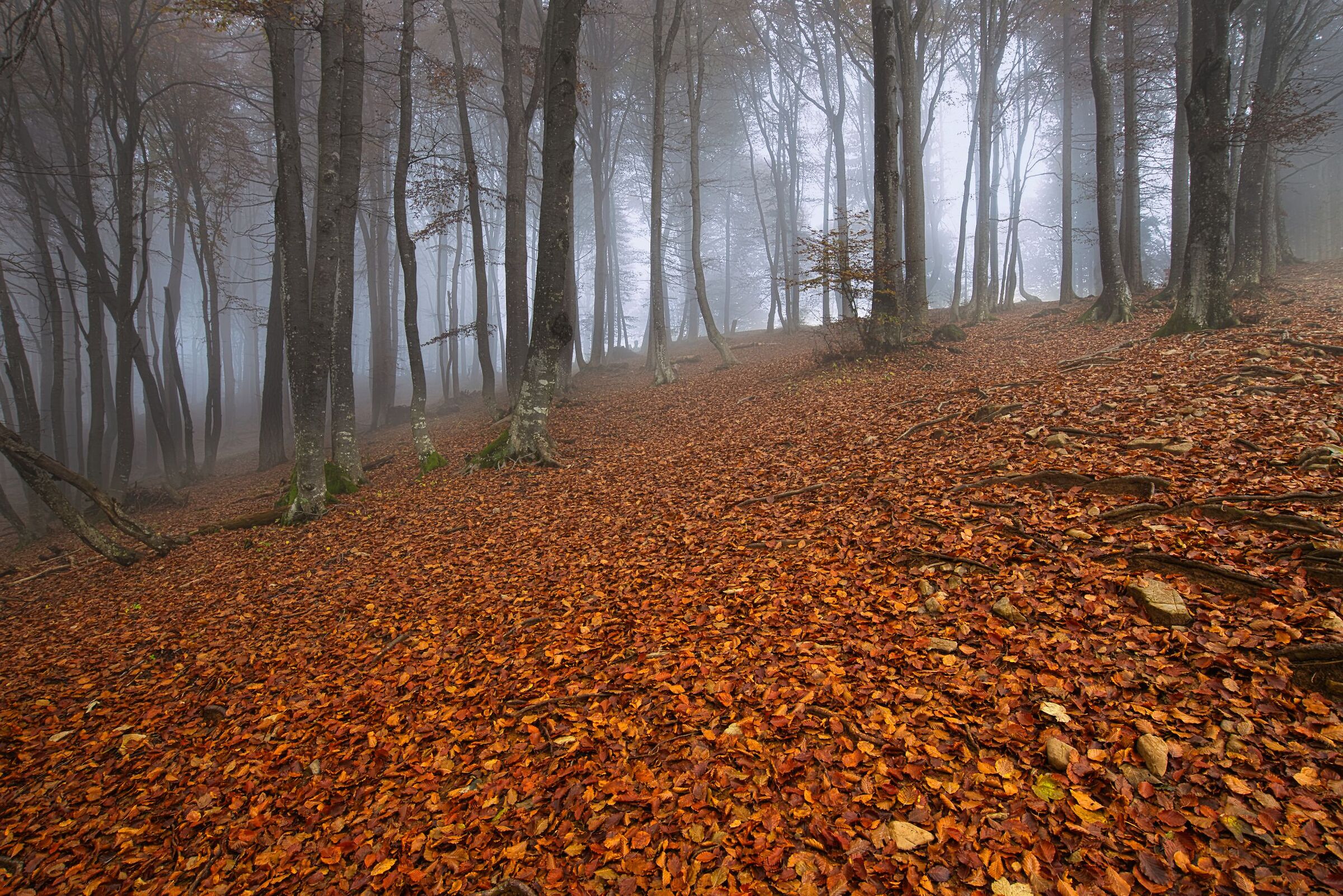 Autumn beech forest