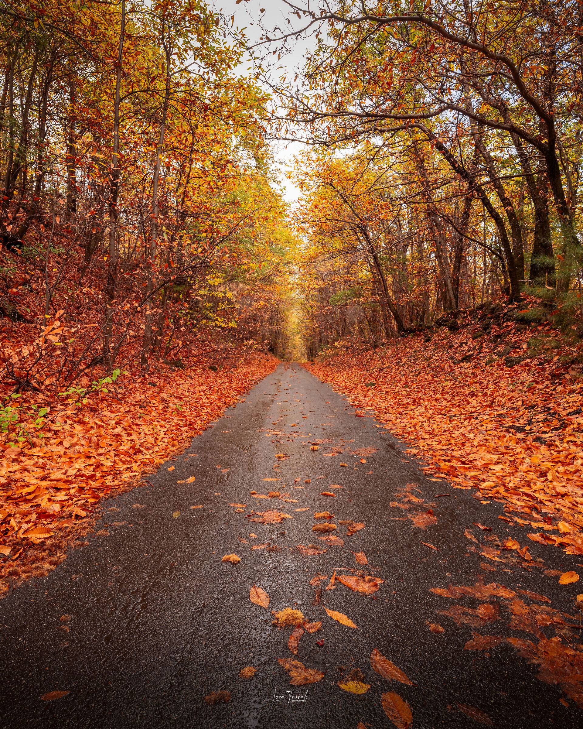 Etna. Foliage Autunno 2025