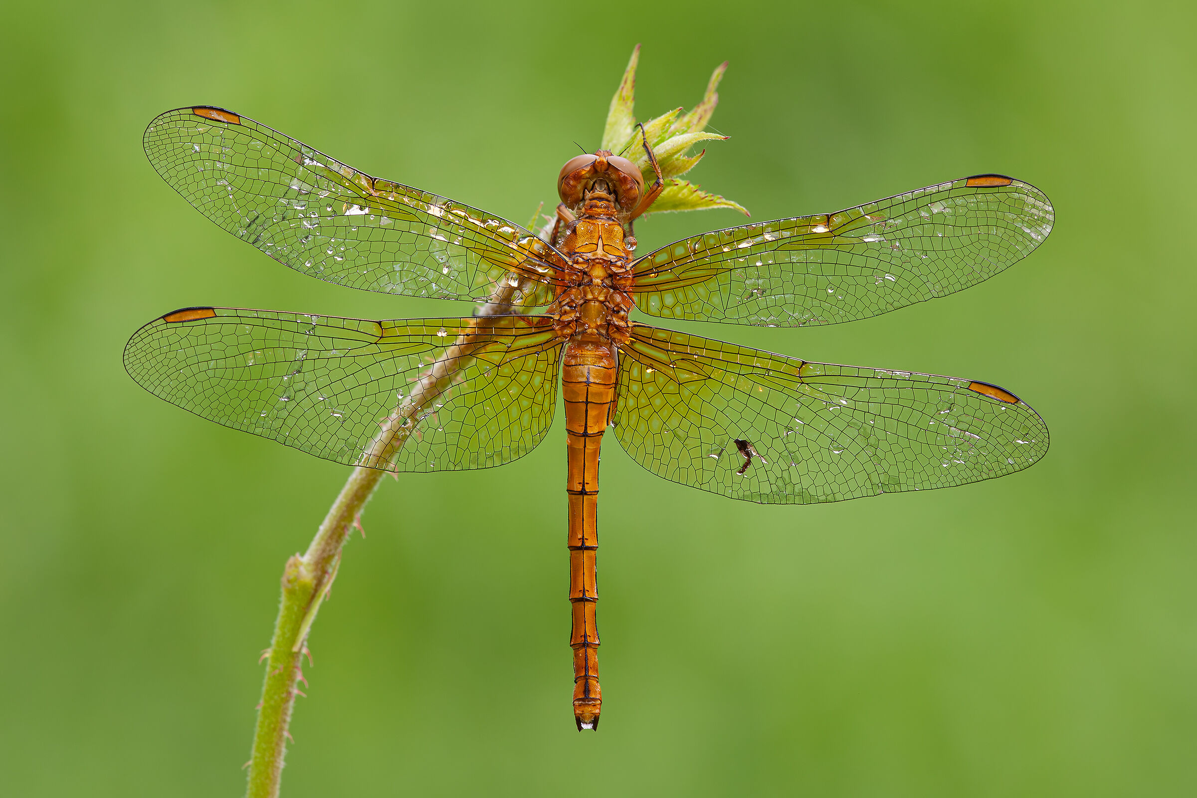 Orthetrum coerulescens