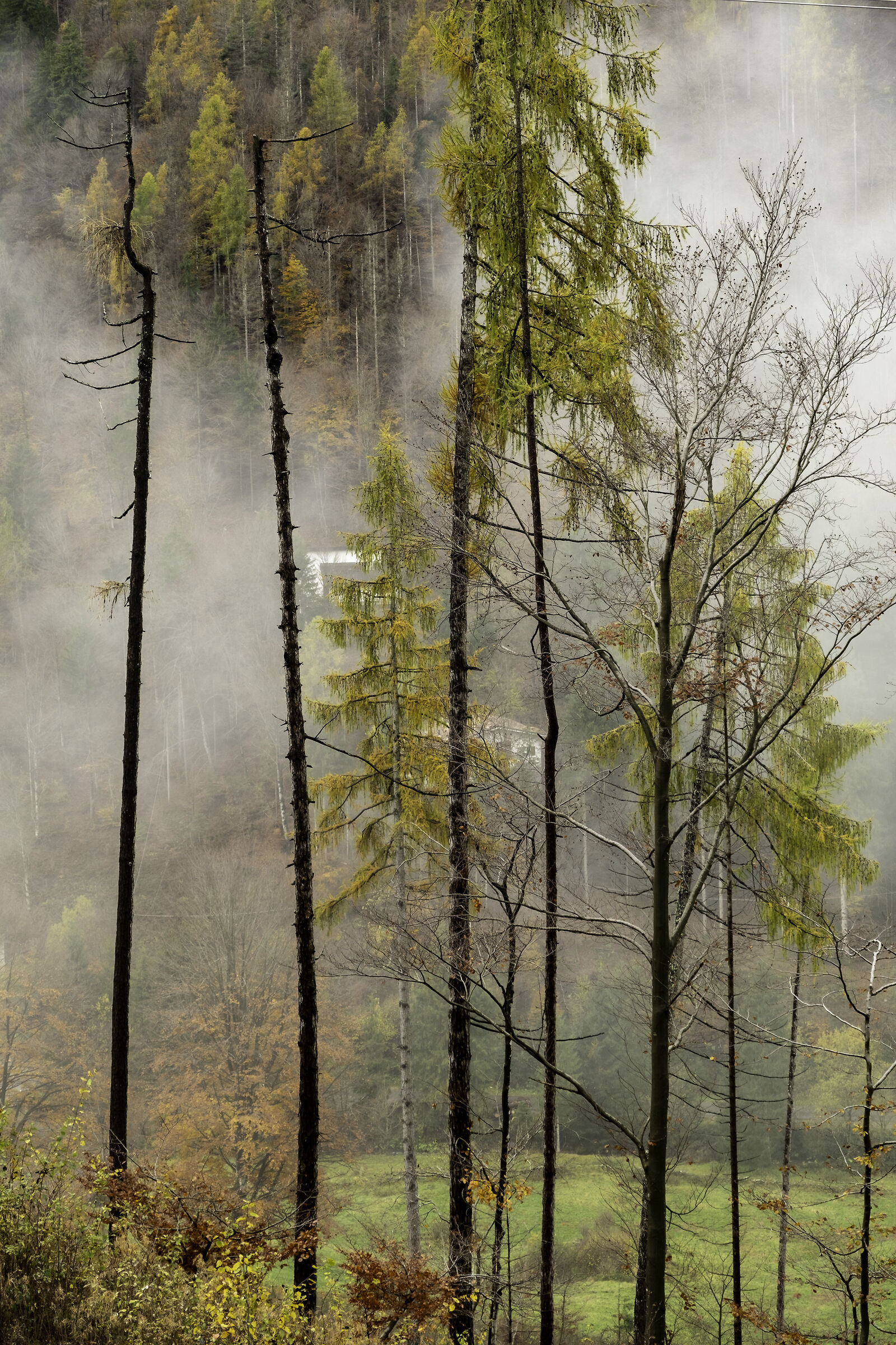 vertical  autumn