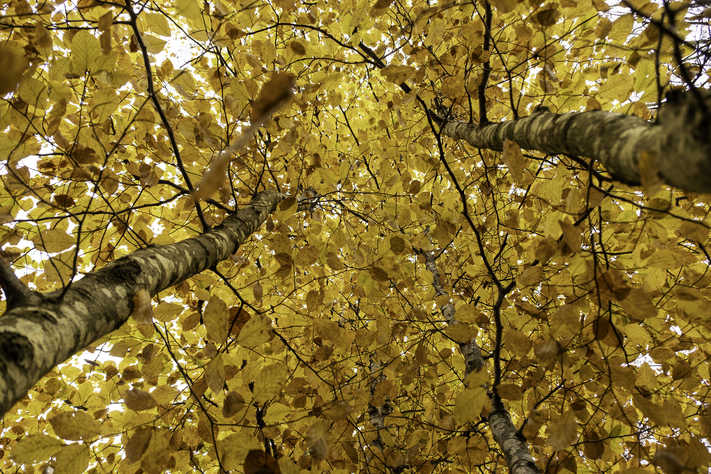 into the autumn