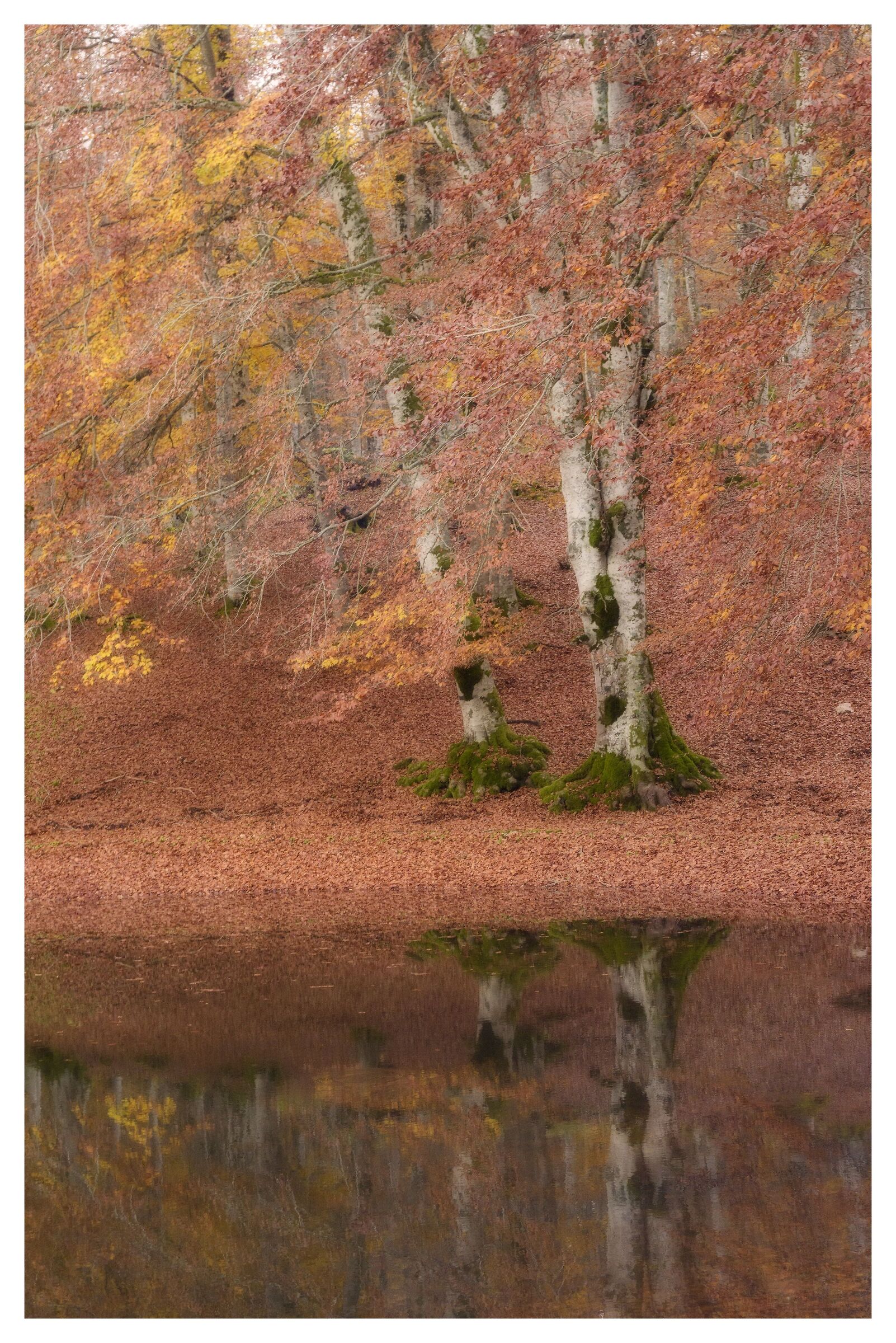 Reflection in the sinkhole