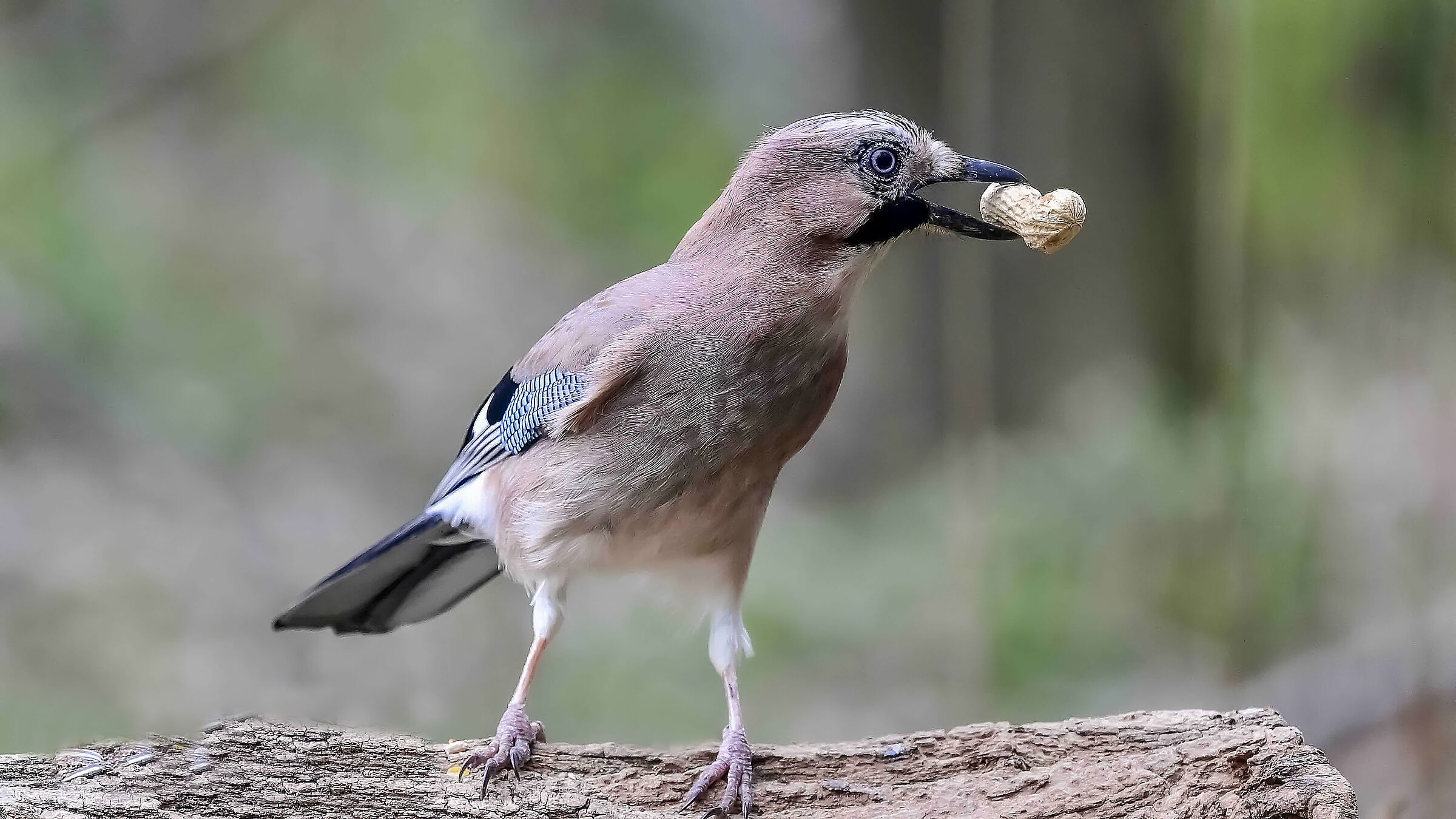 The Jay and the Peanut