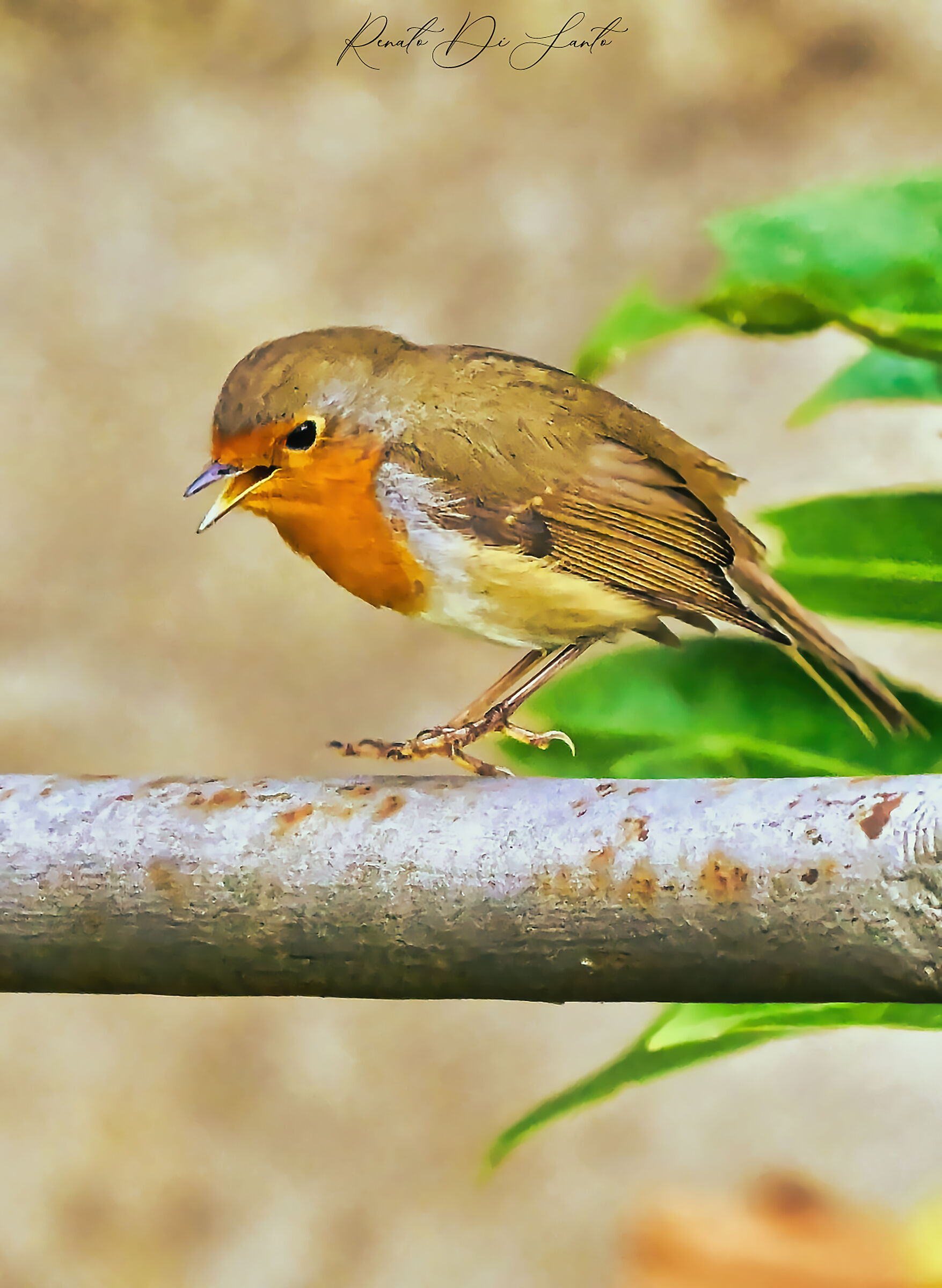 Robin