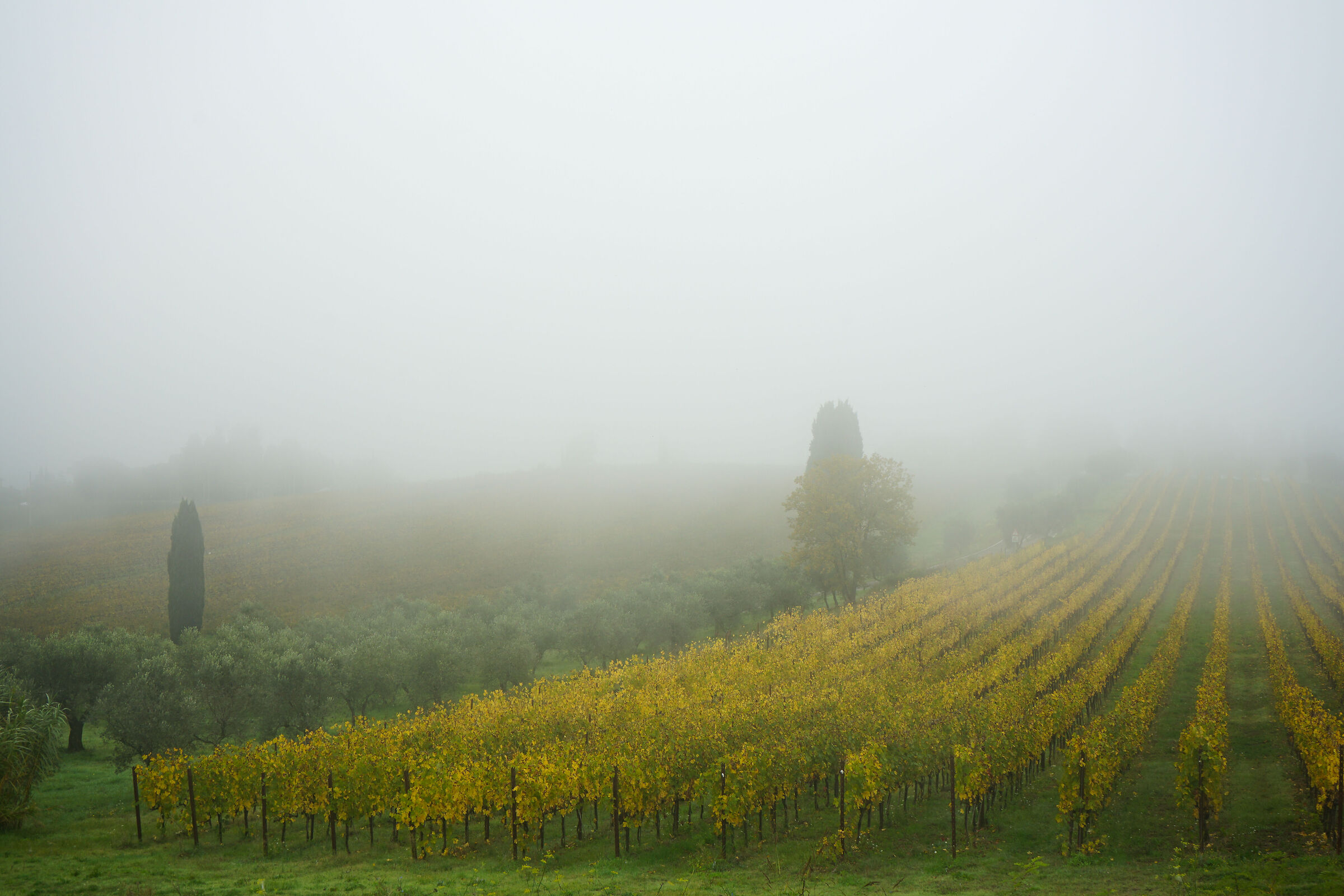 Screws in the fog