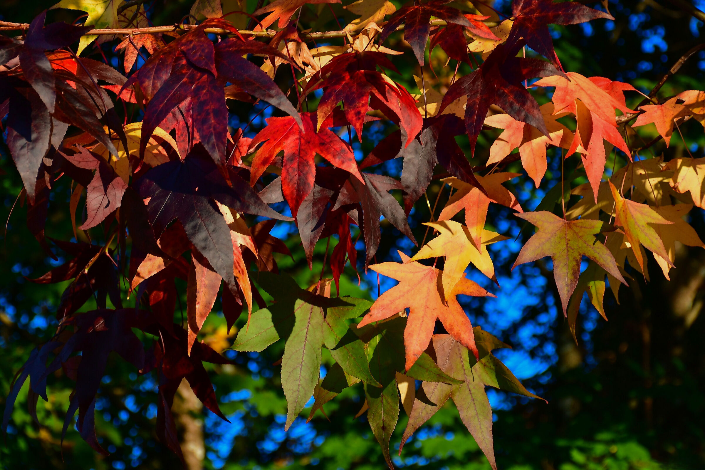 Tutti i colori dell'autunno