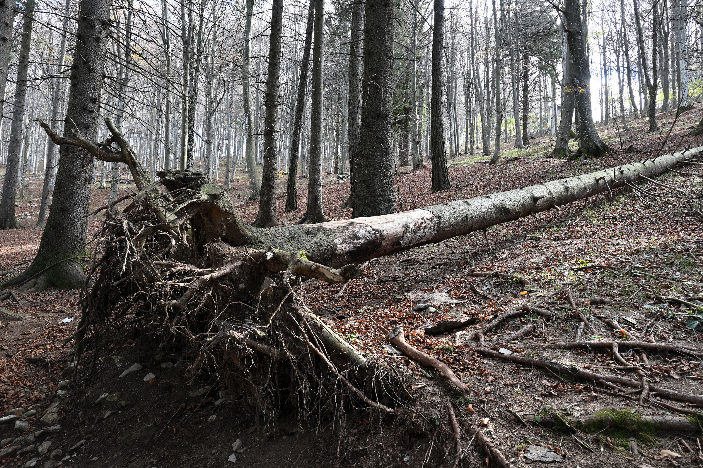Albero caduto