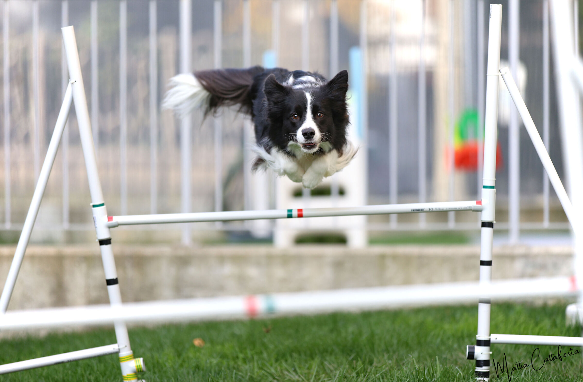 Flying Dog - Home Training