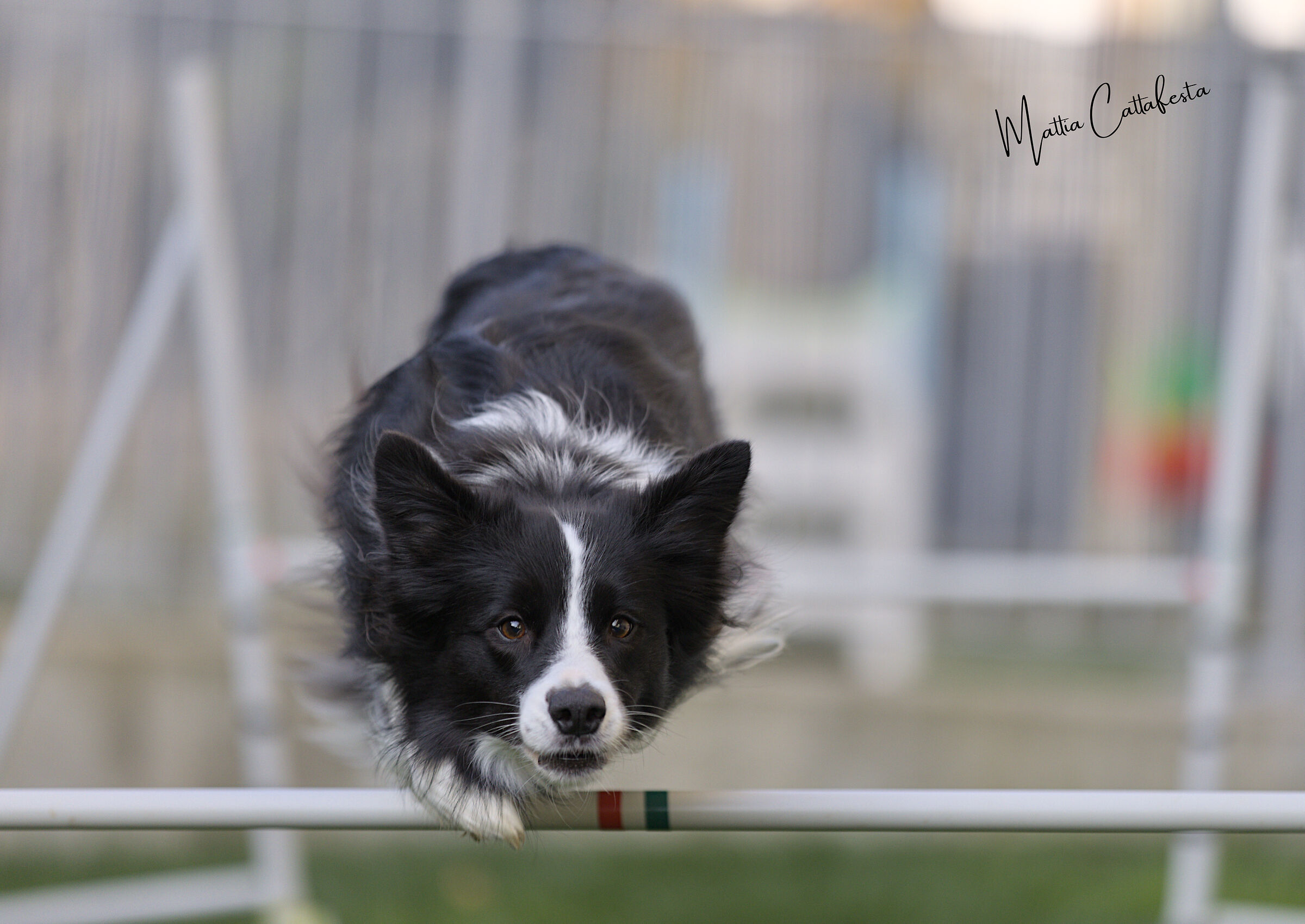 Flying Dog - Home Training