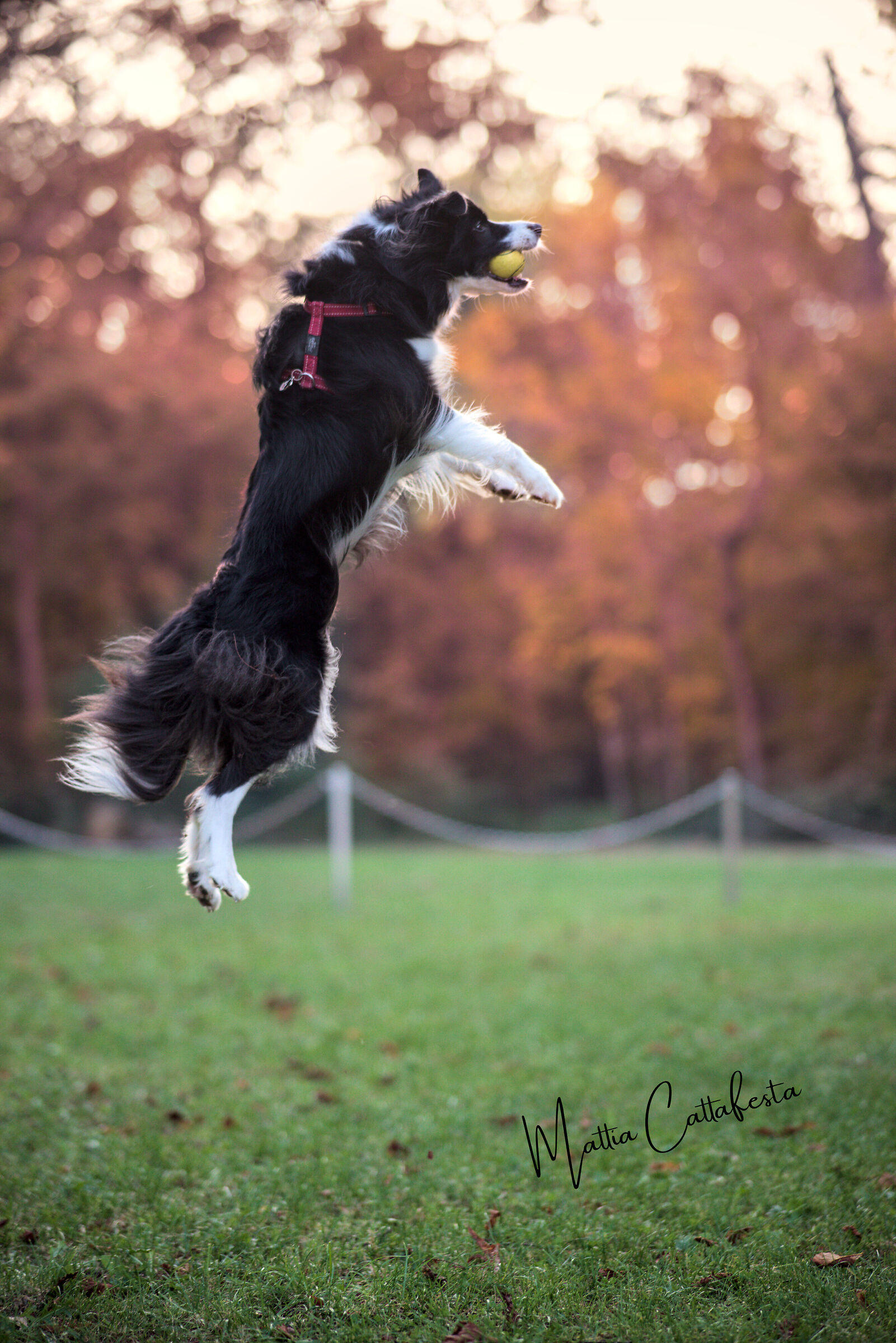 catching the ball against the sunset