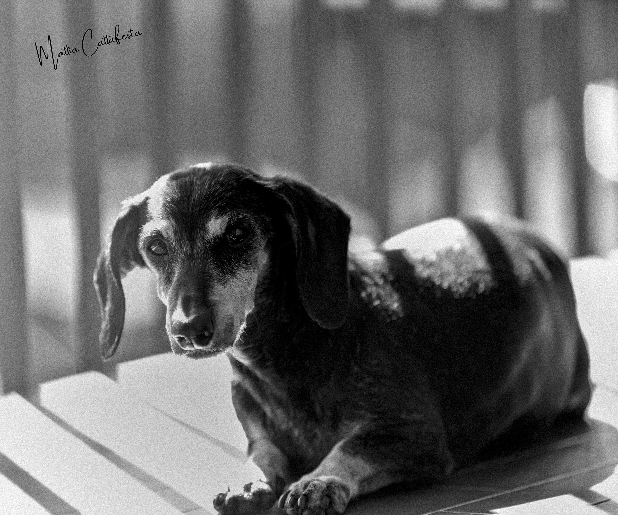 Old Dachshund in retro style
