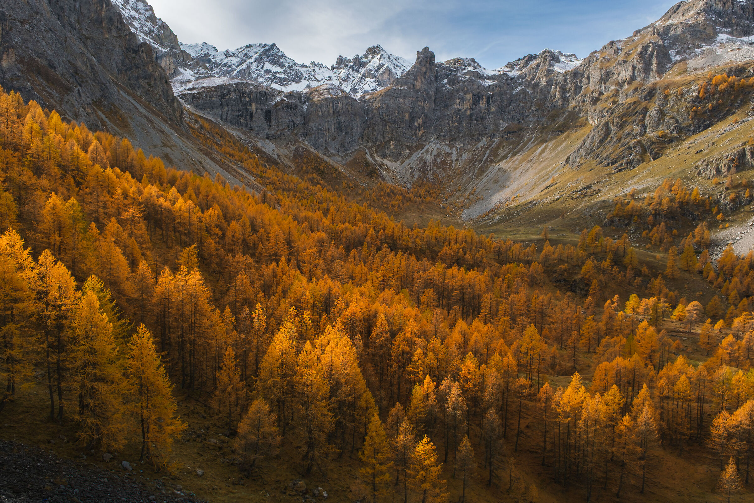 Autumn larches