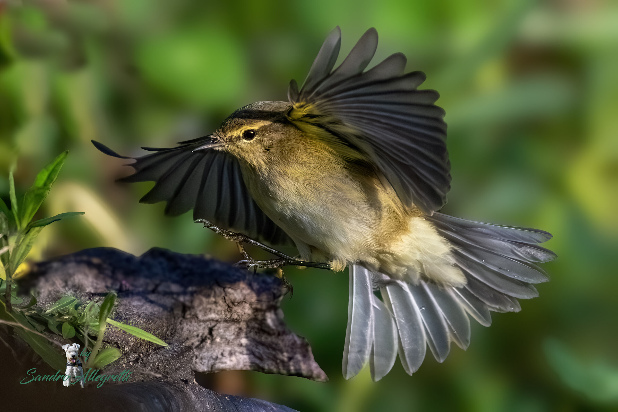 Il luì piccolo (Phylloscopus collybita)