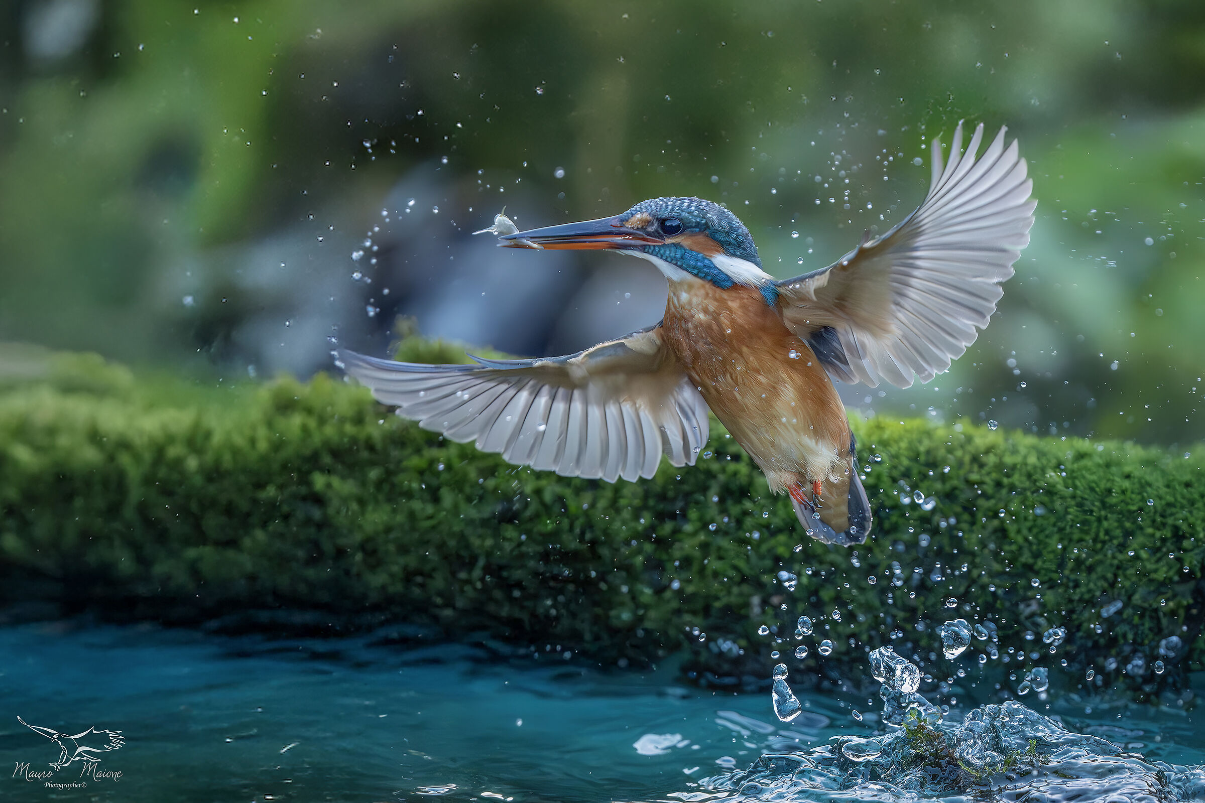 la pesca del martin pescatore:tecnica e bellezza