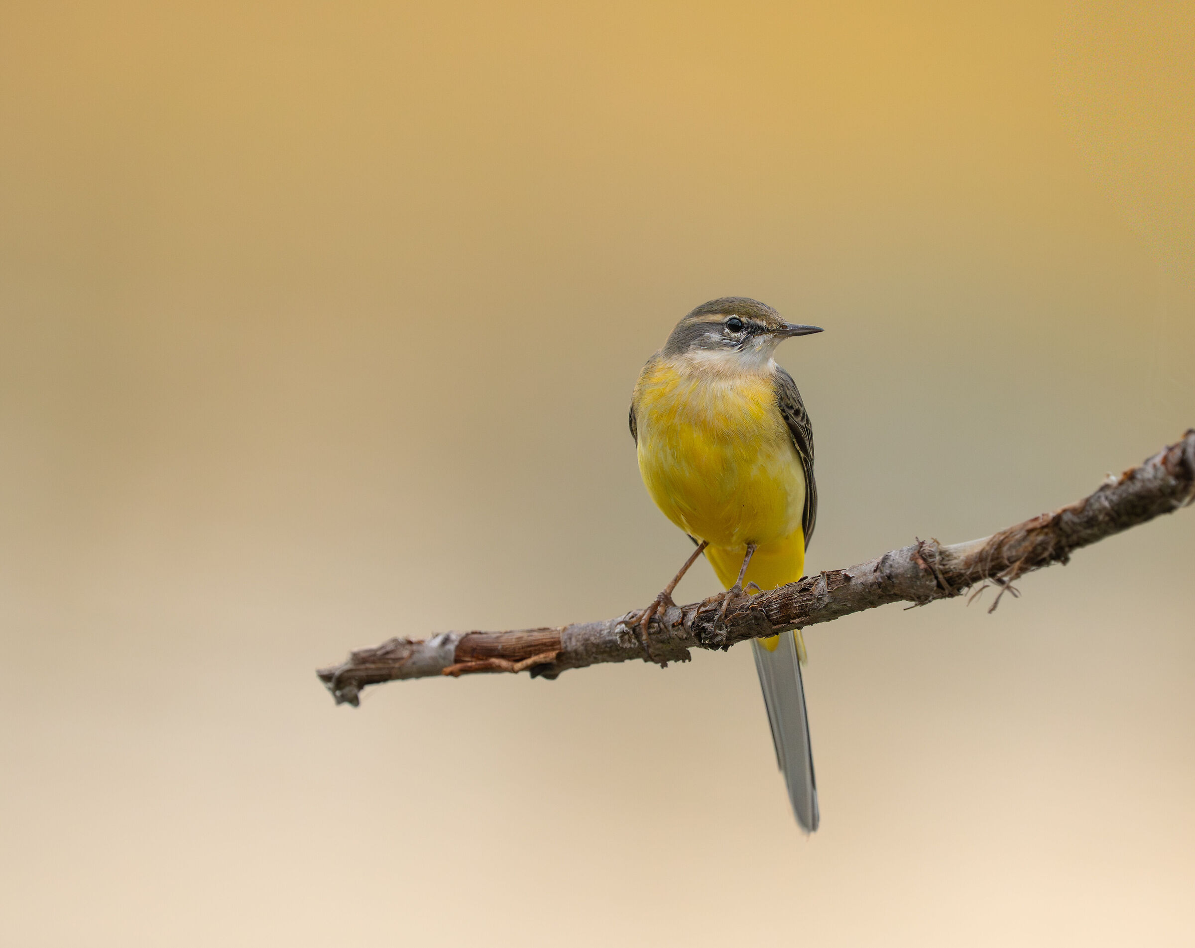Grey wagtail