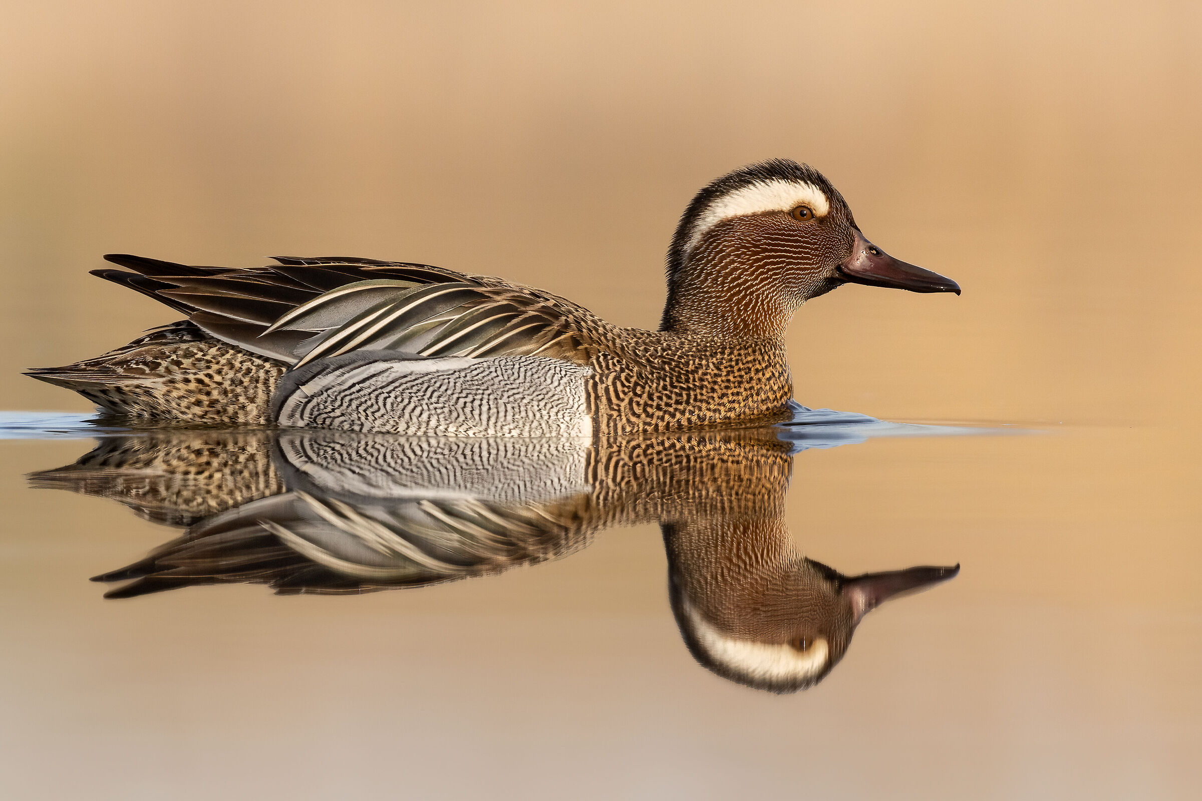 Garganey