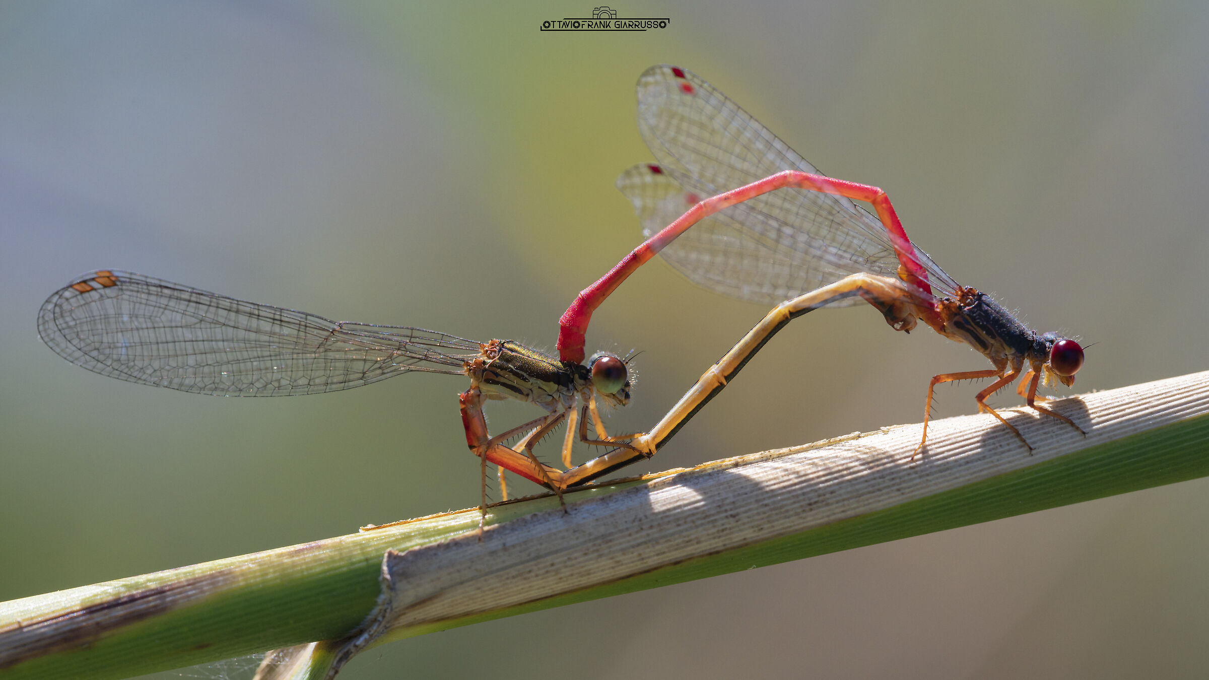 Mating of Ceriagrion tenellum