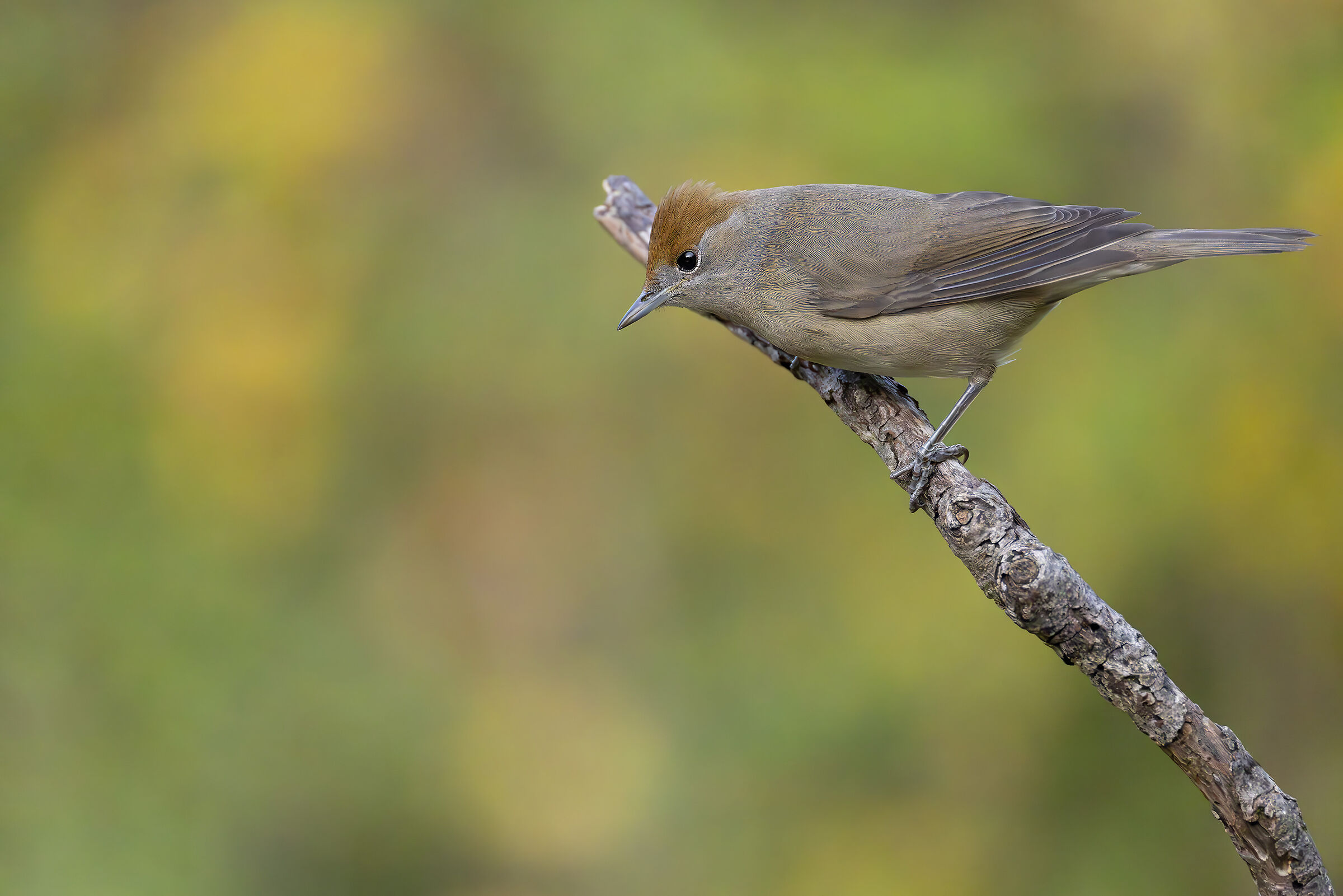 Blackcap