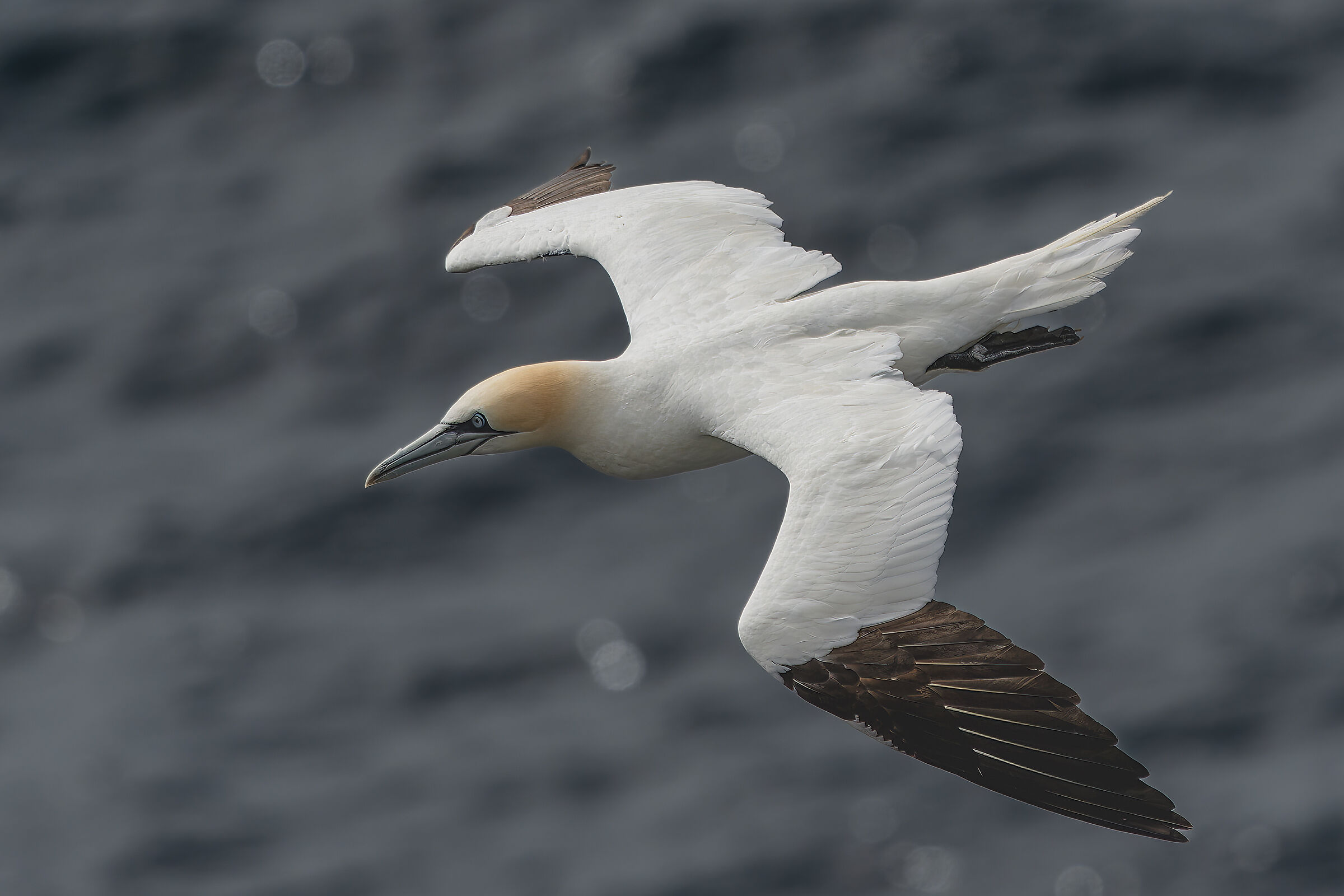 Gannets on the fly