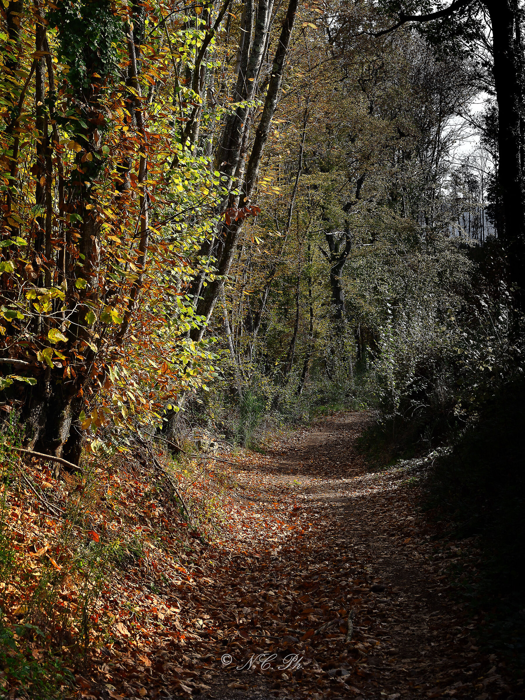 The autumn path