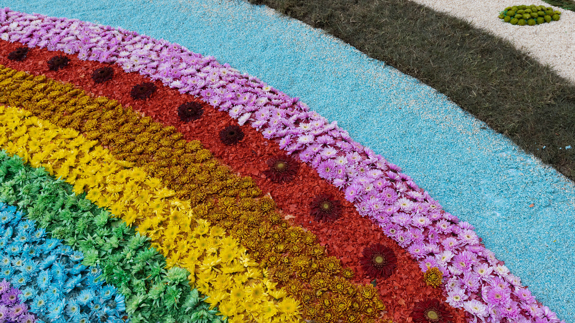 Rainbow of flowers
