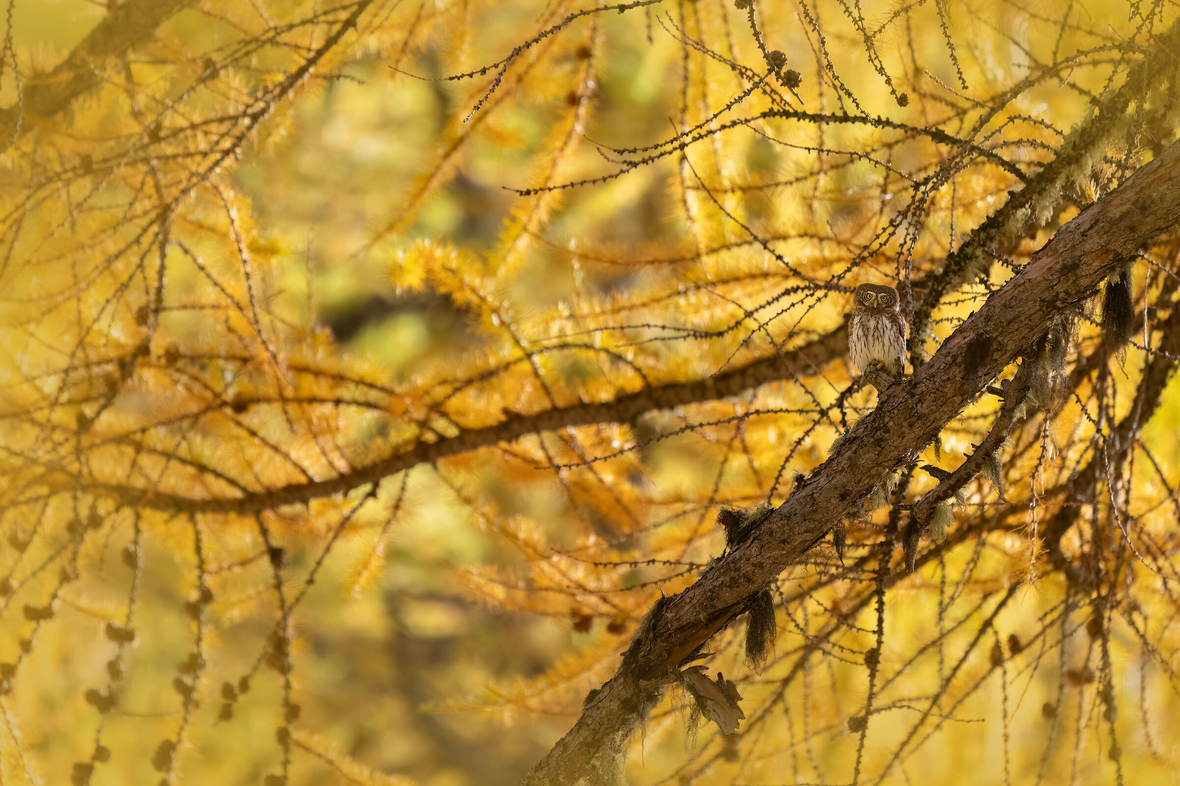 The pygmy owl and the magic of autumn