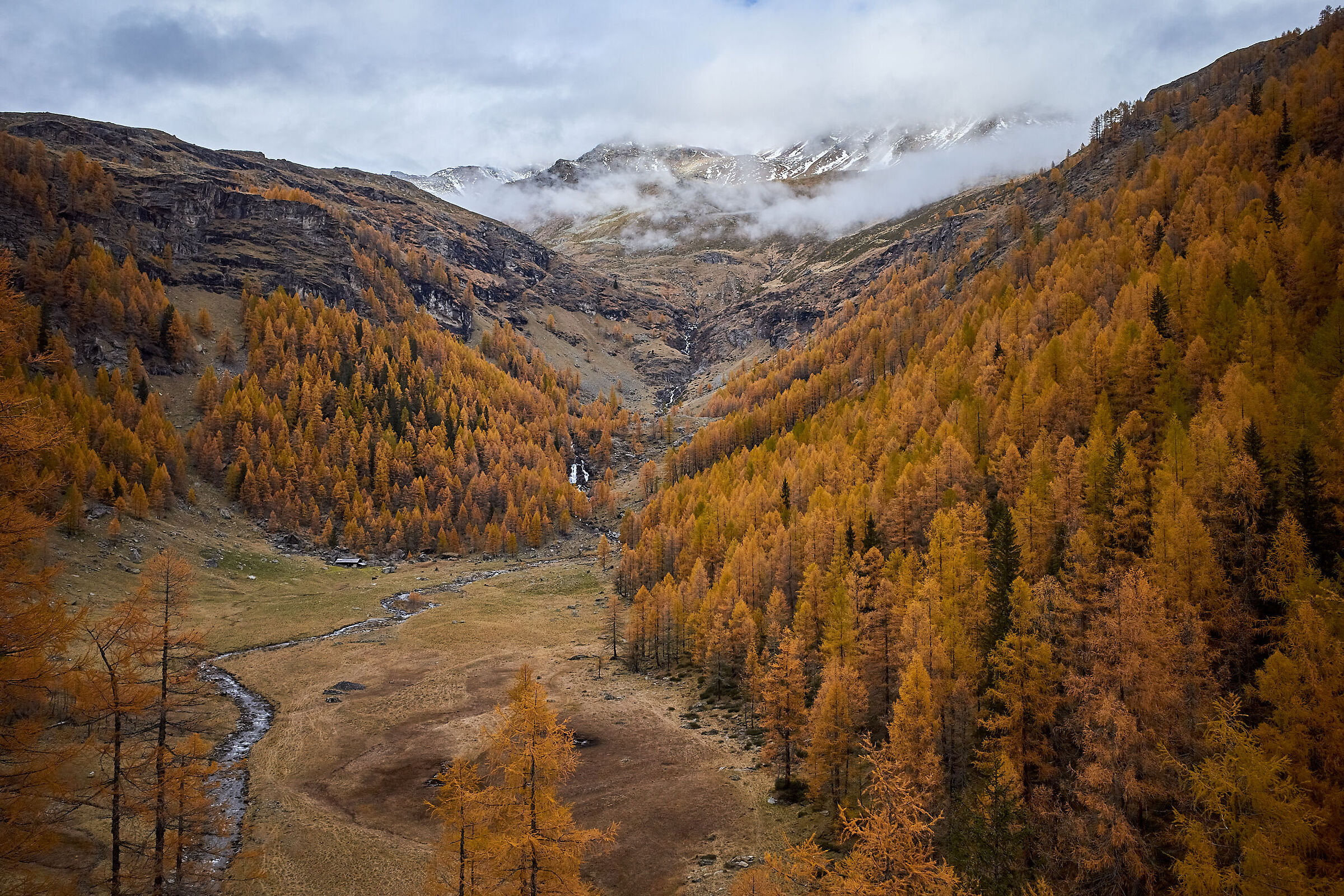 Larici in val di Rabbi