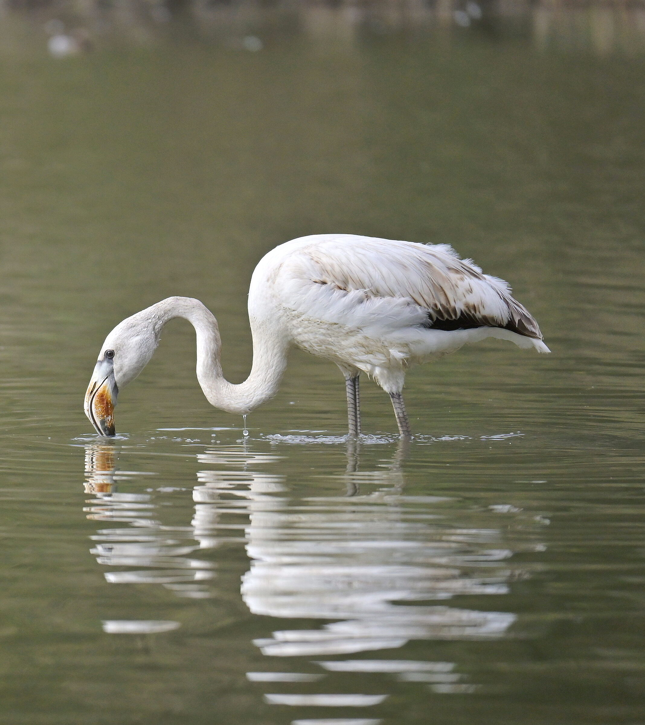Una goccia sul collo