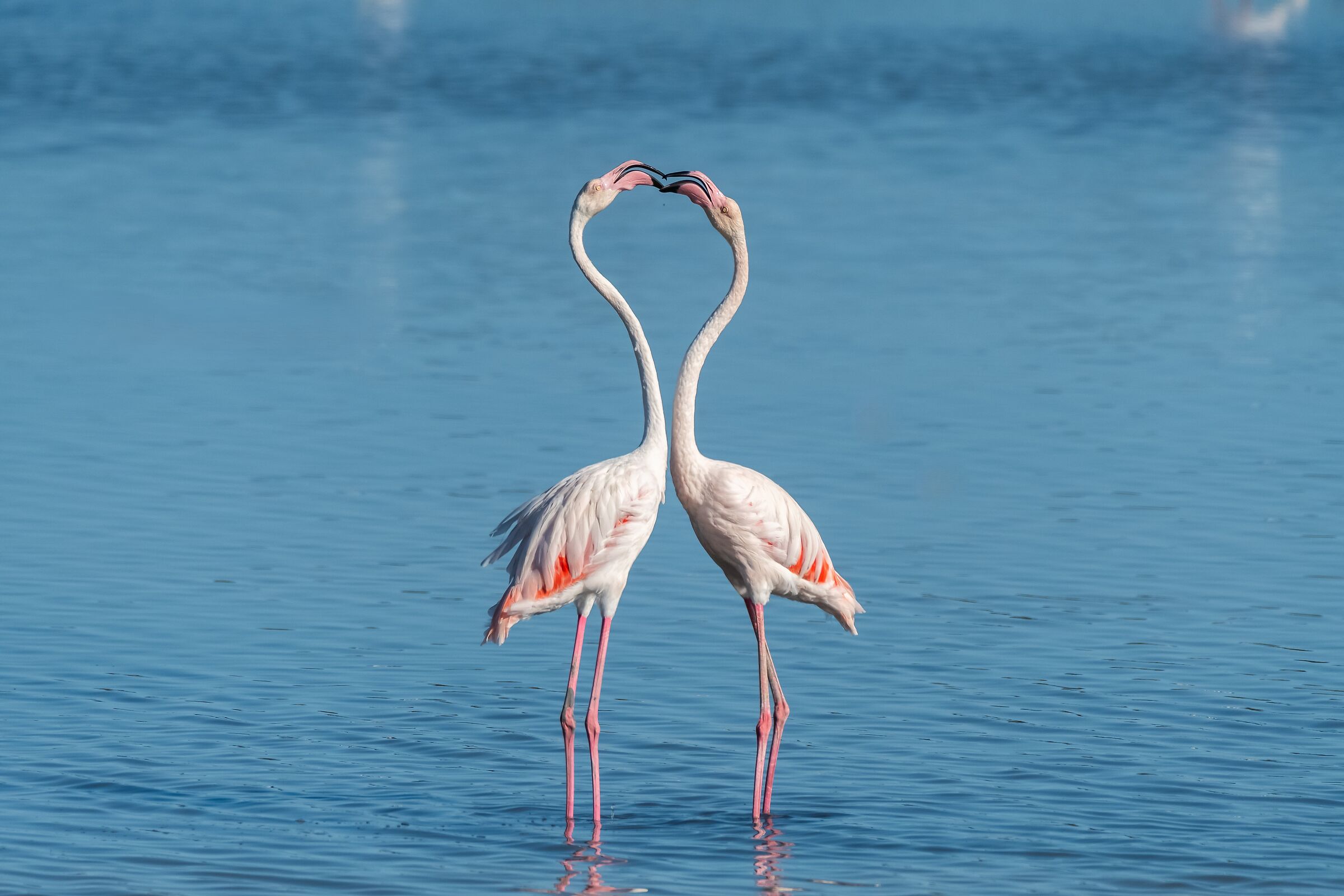 Il cuore dell'eleganza