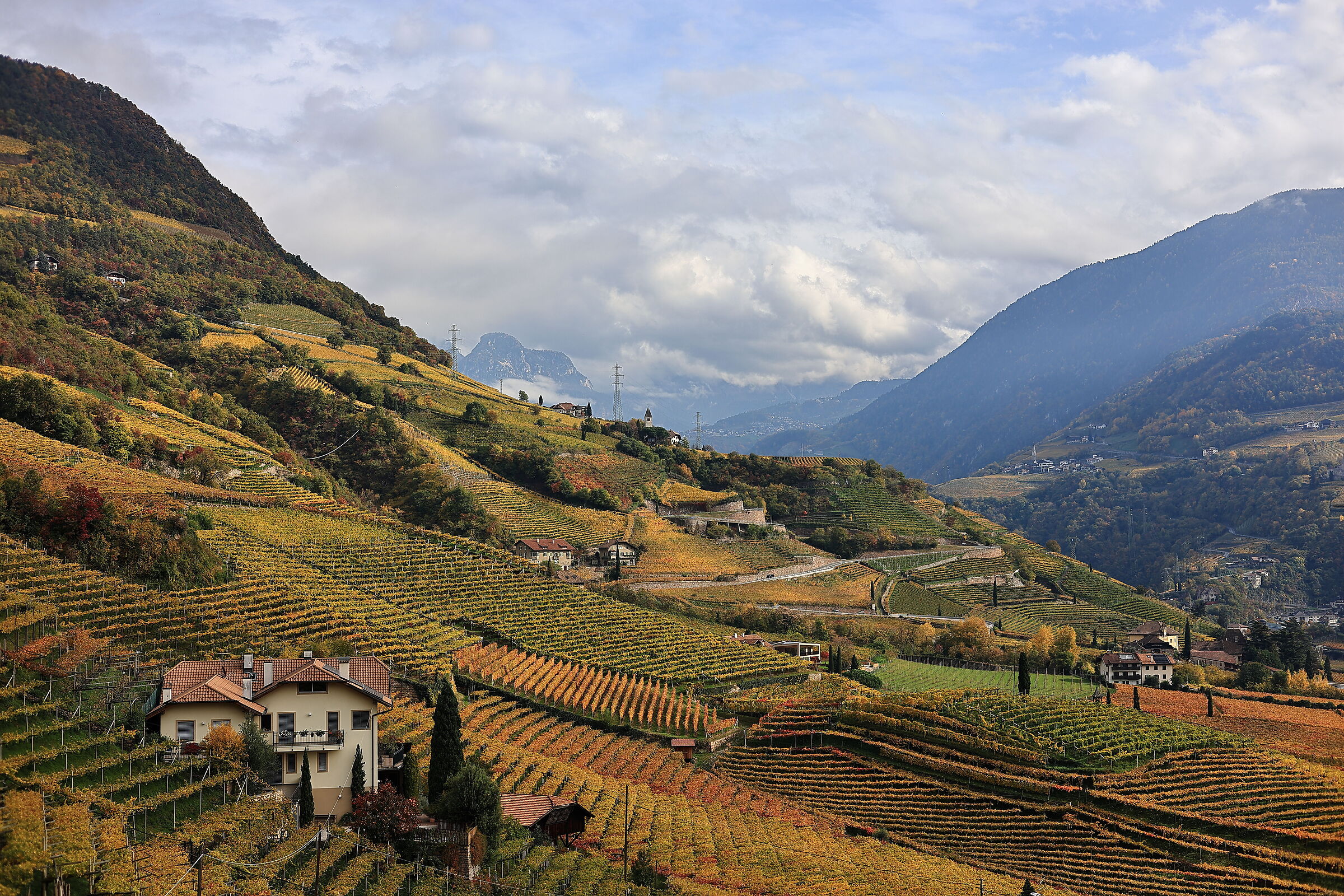 All yellow above Bolzano - St. Magdalena