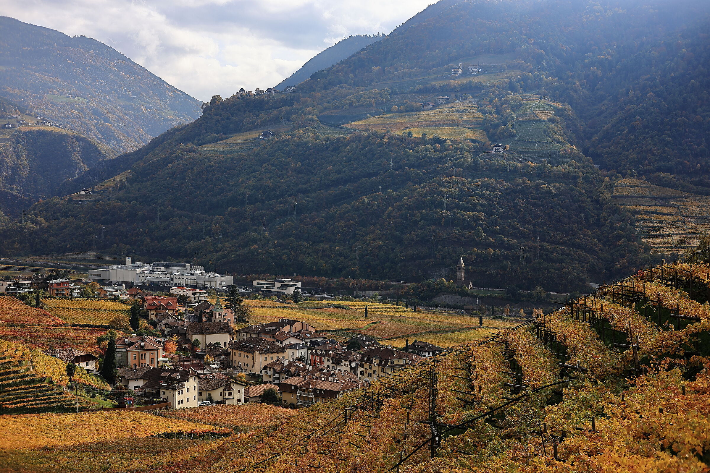 All yellow above Bolzano - St. Magdalena