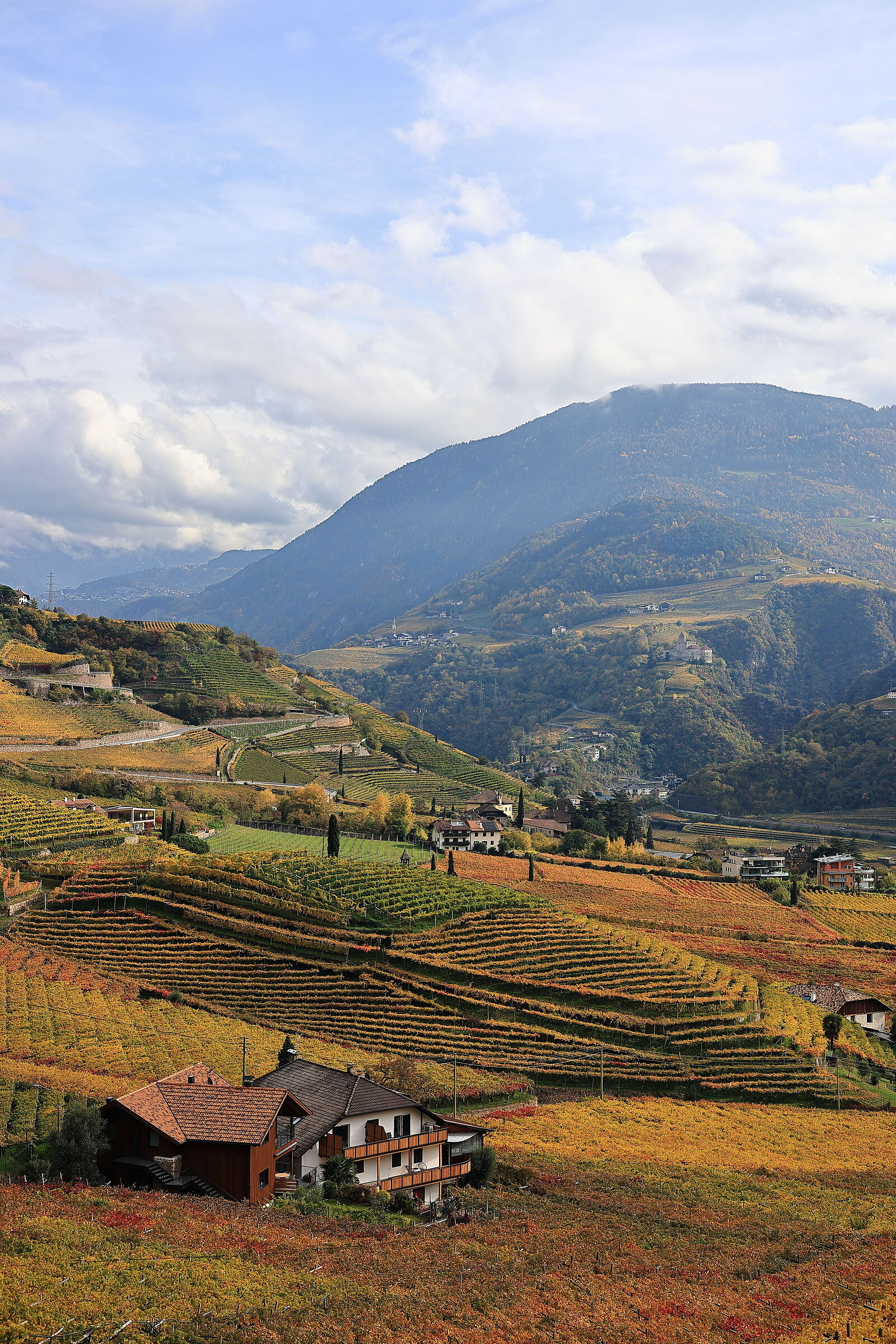 All yellow above Bolzano - St. Magdalena