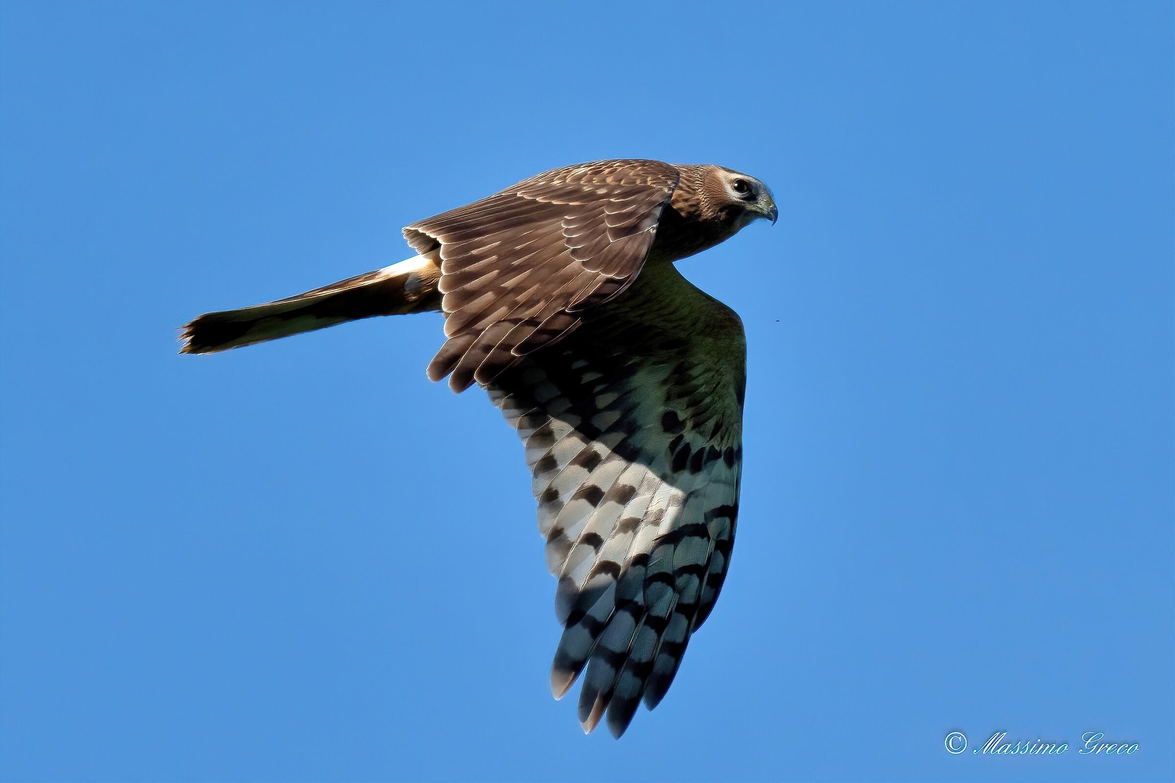 Hen Harrier (Circus cyaneus)