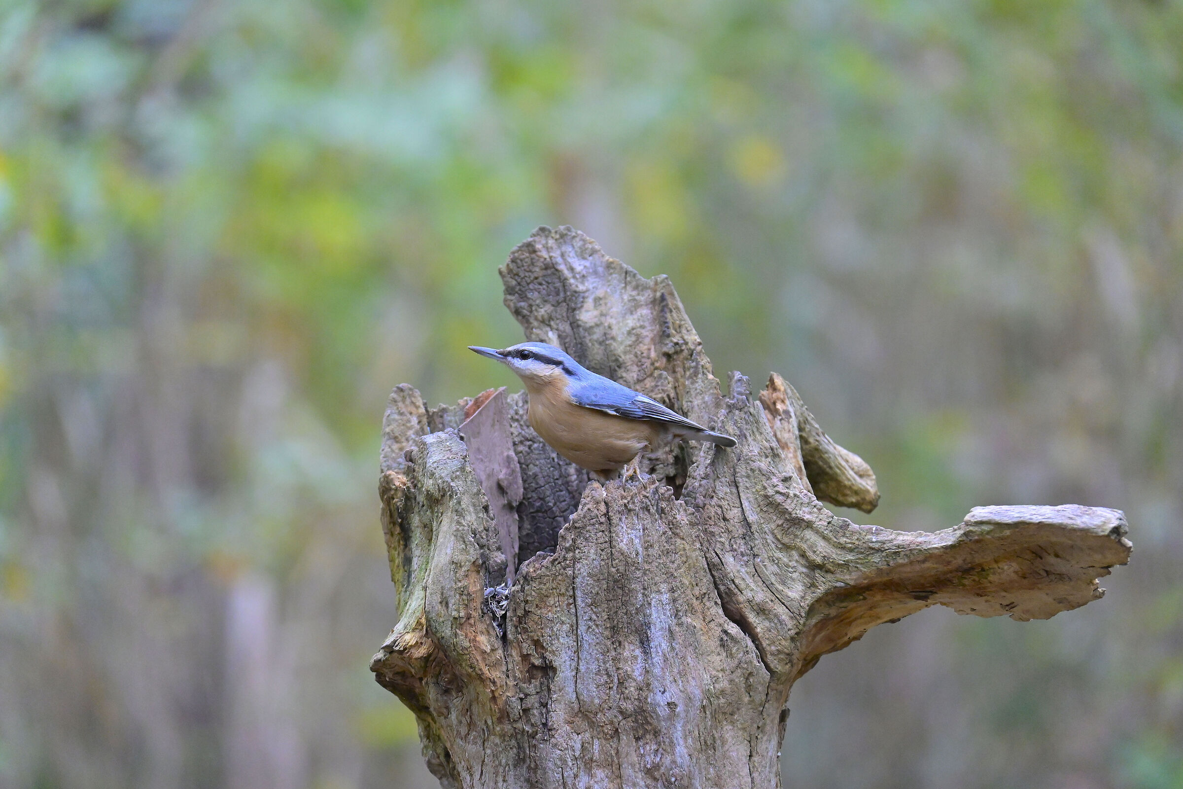 Sitta europaea (picchio muratore)