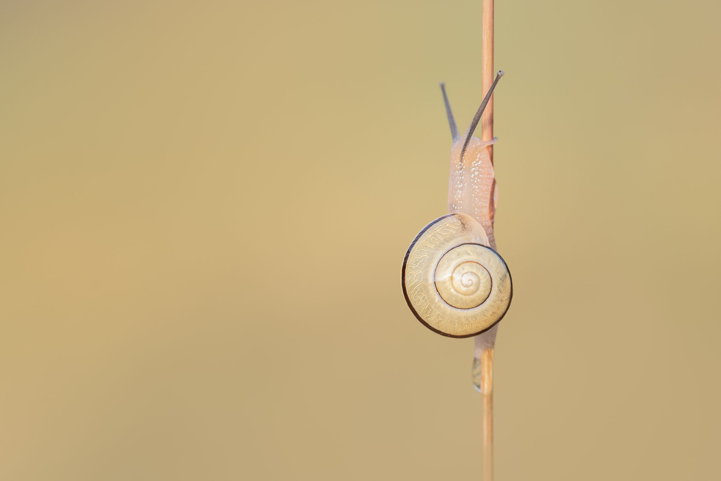 Snail