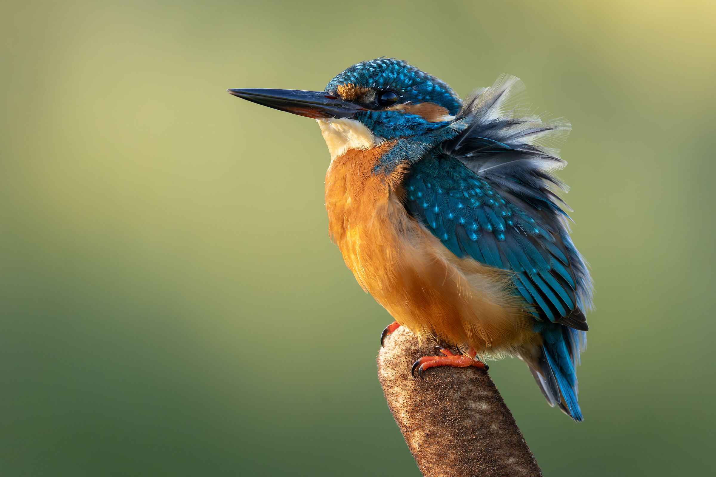 Kingfisher