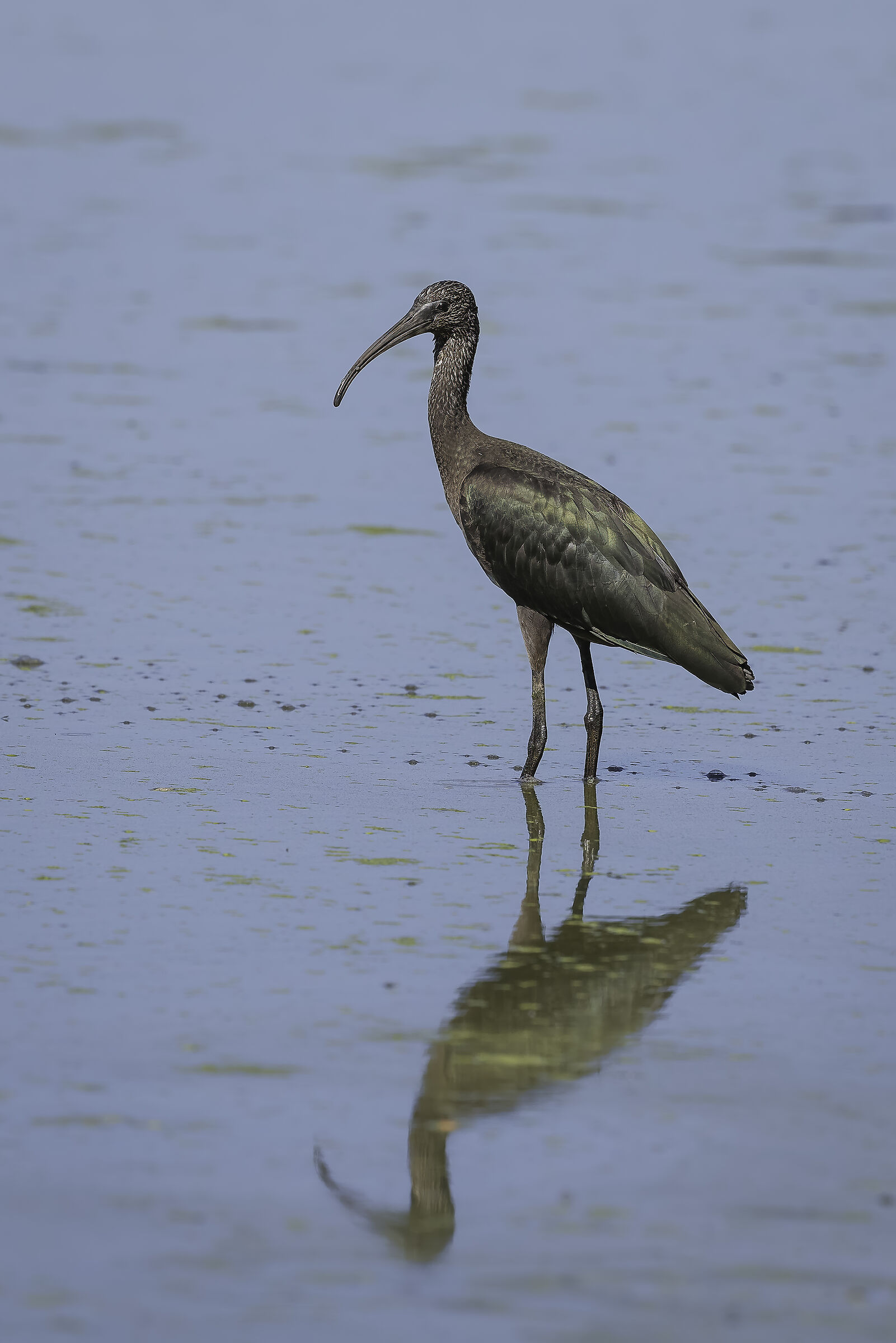 Glossy ibis (Plegadis falcinellus)