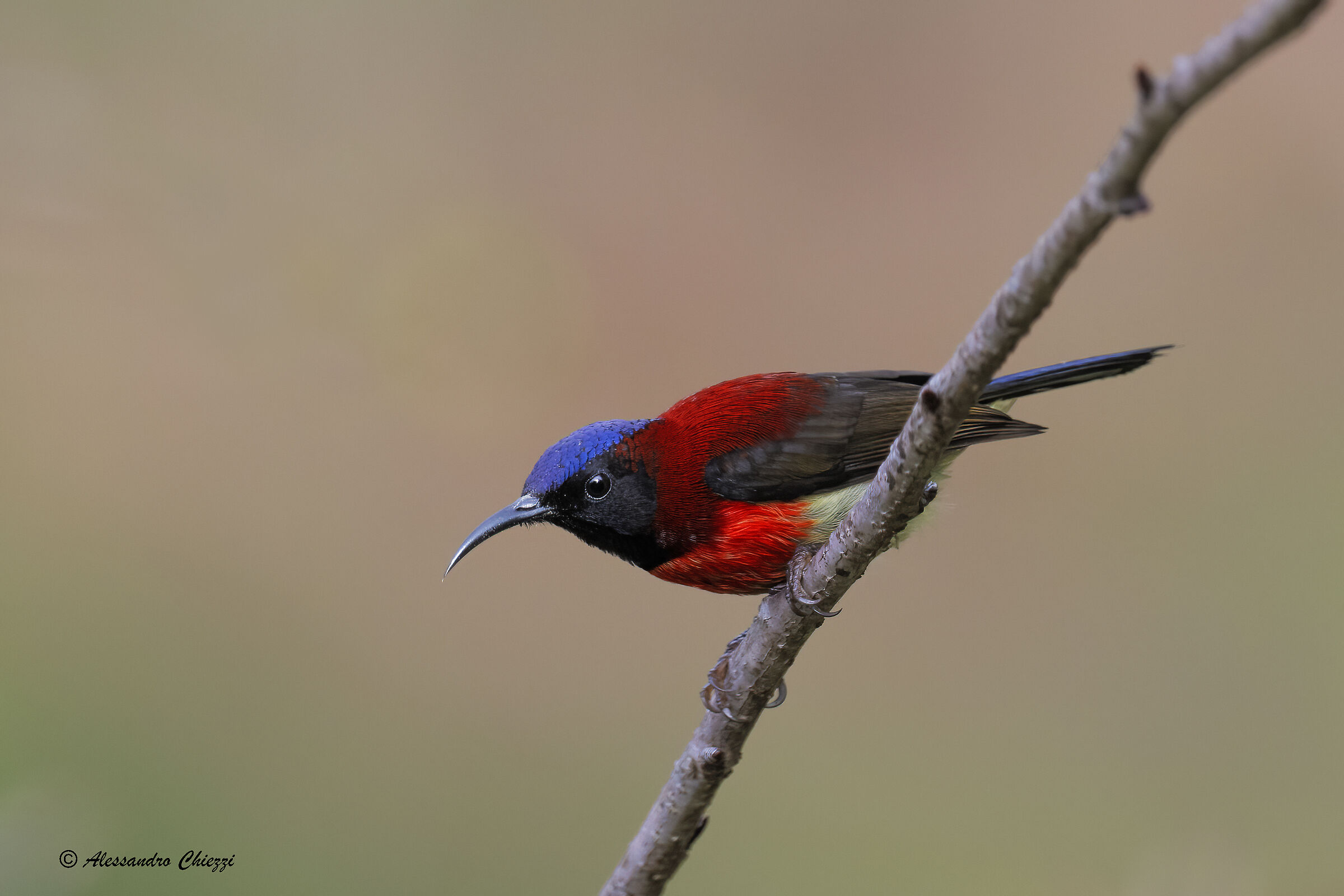 Crimson sunbird